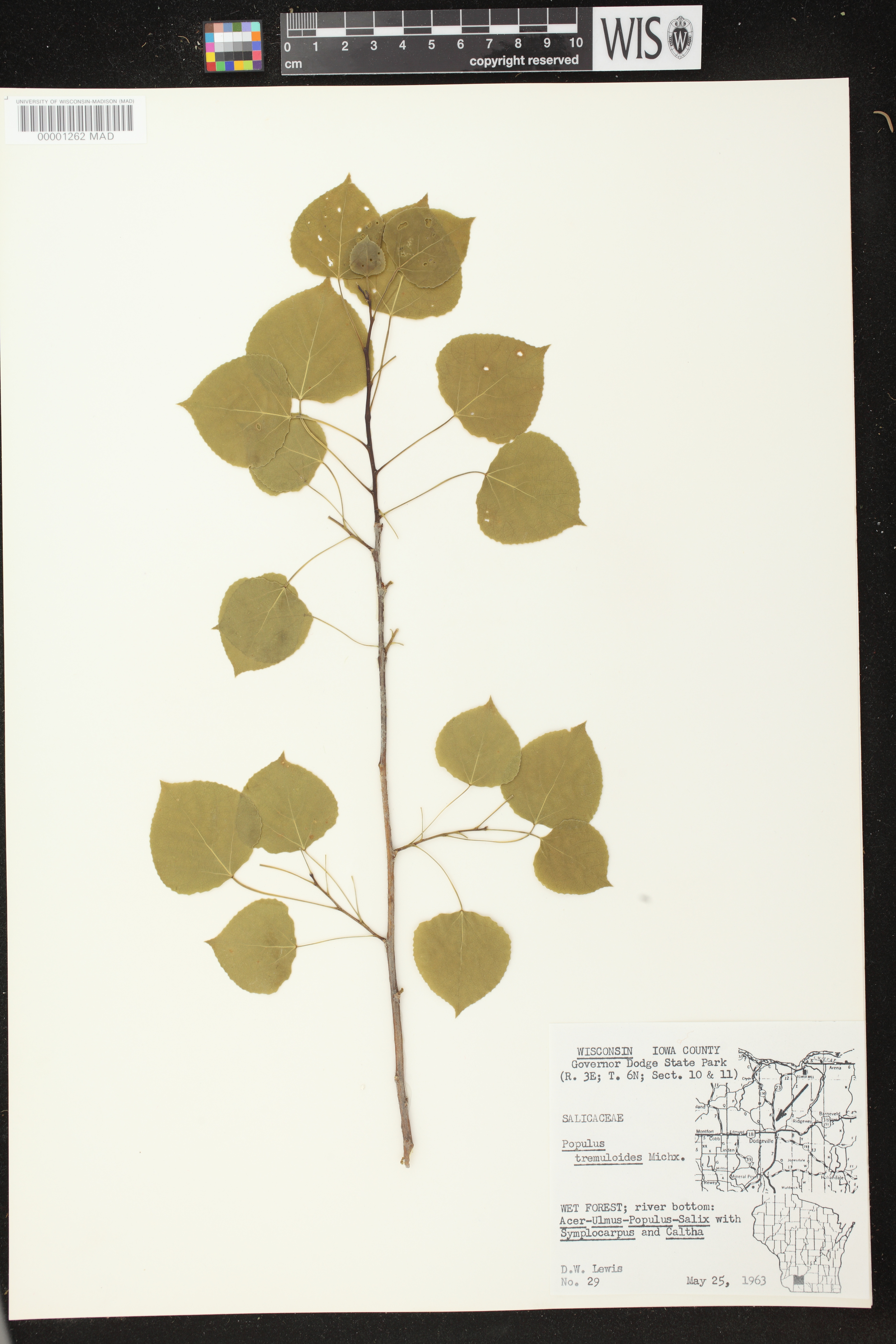 Populus tremuloides image