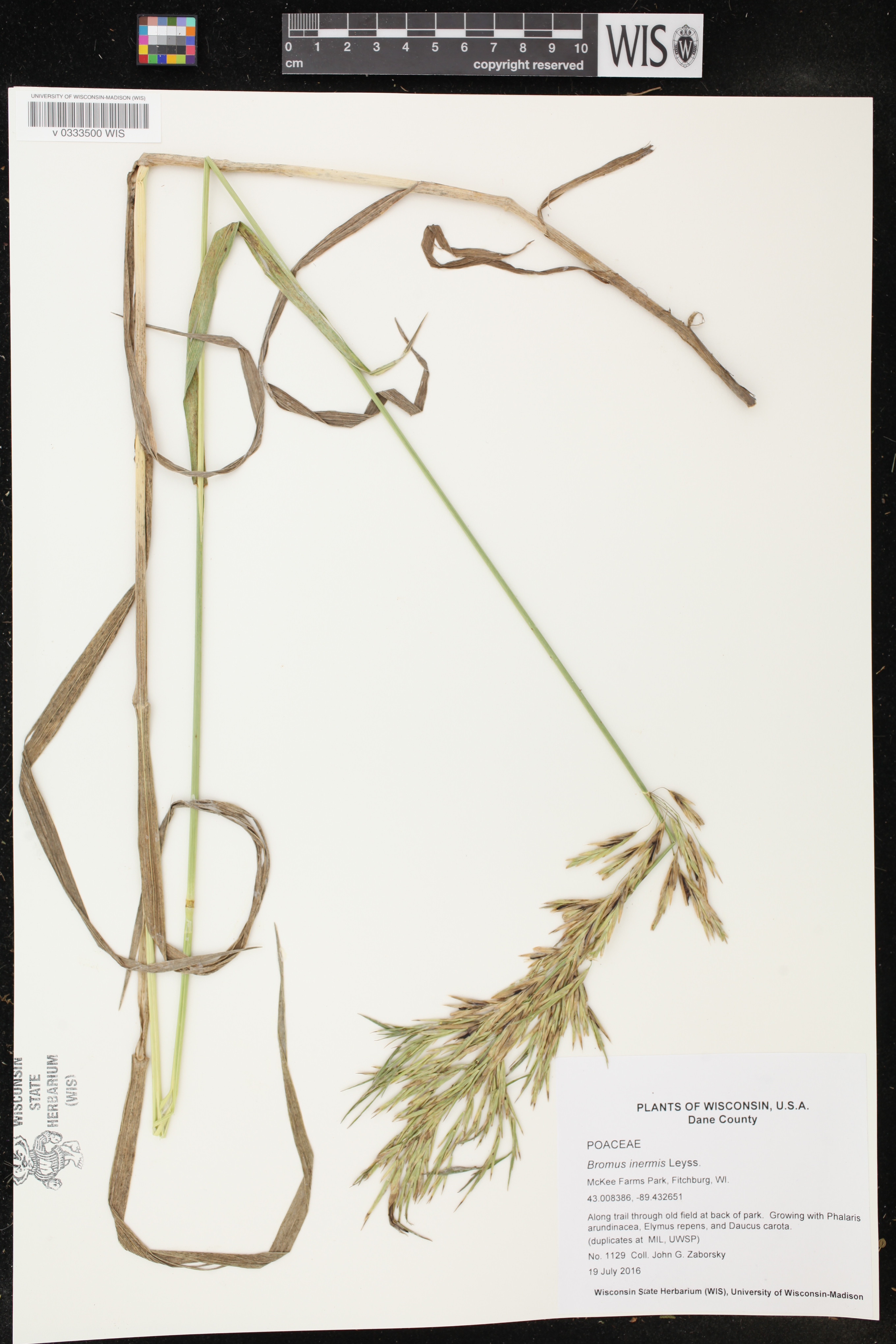 Bromus inermis image