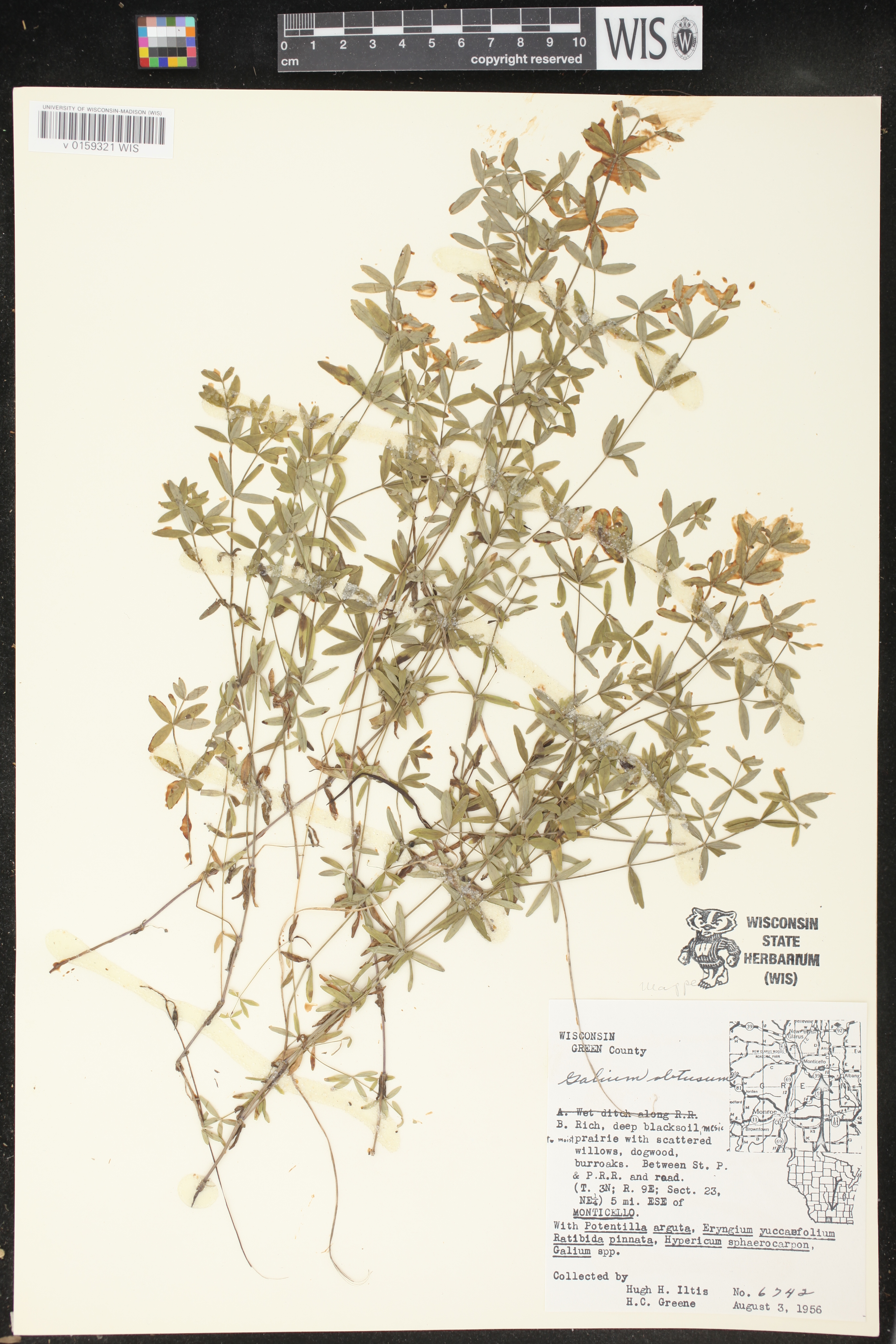 Galium obtusum subsp. obtusum image