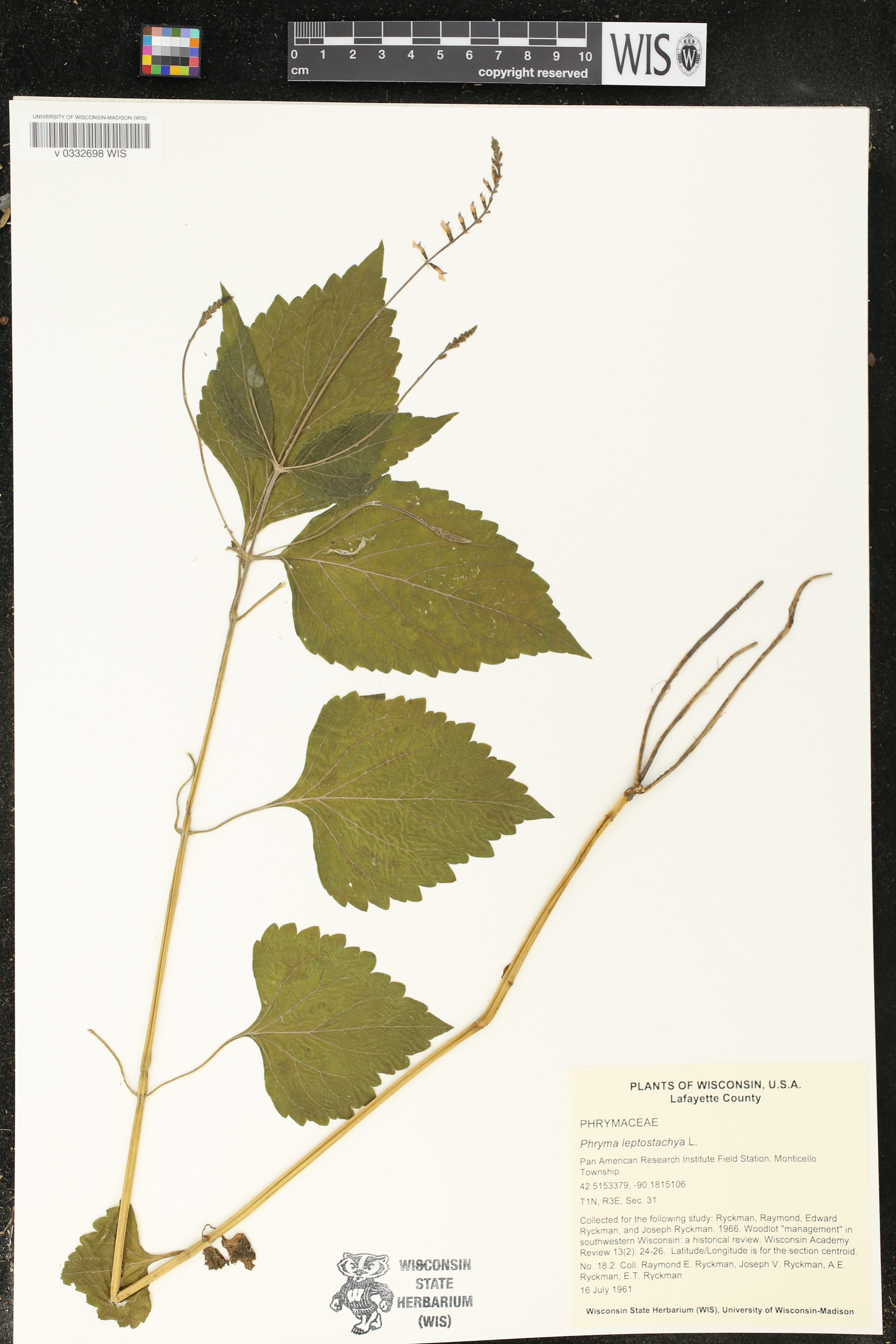 Phryma leptostachya image