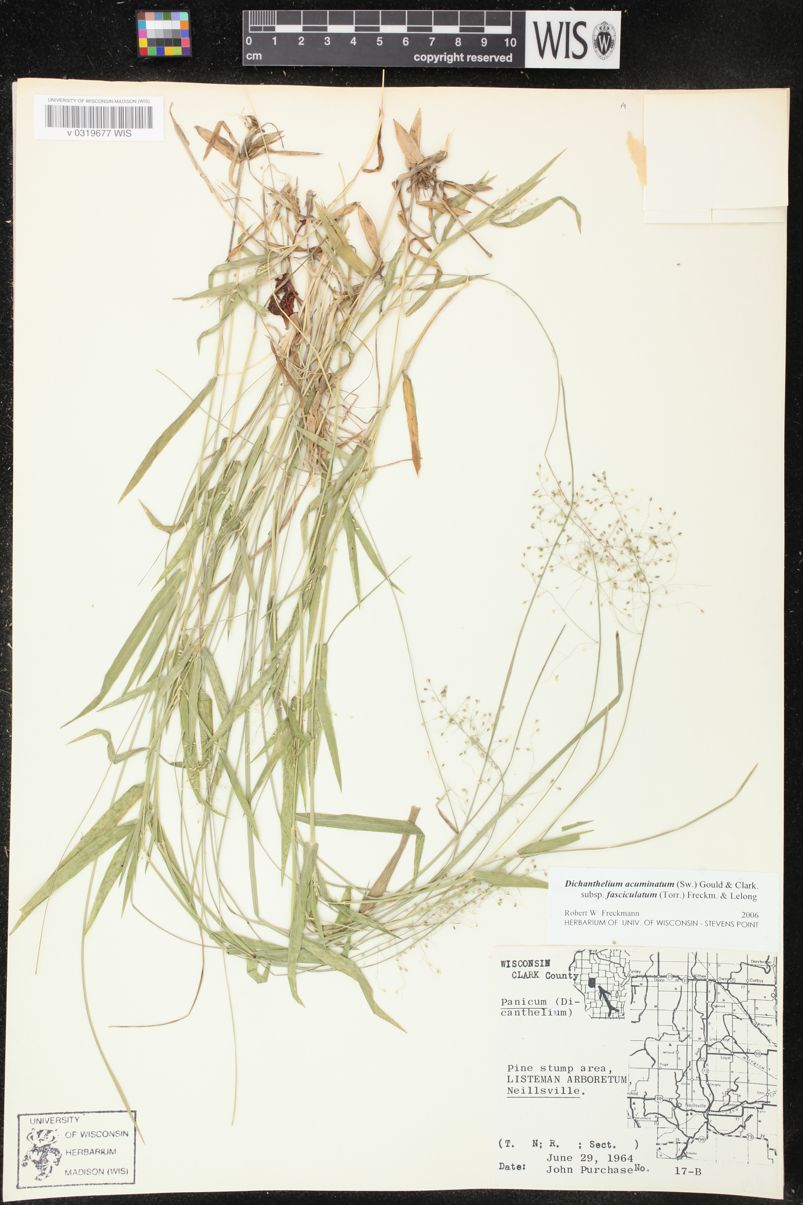 Dichanthelium acuminatum var. fasciculatum image
