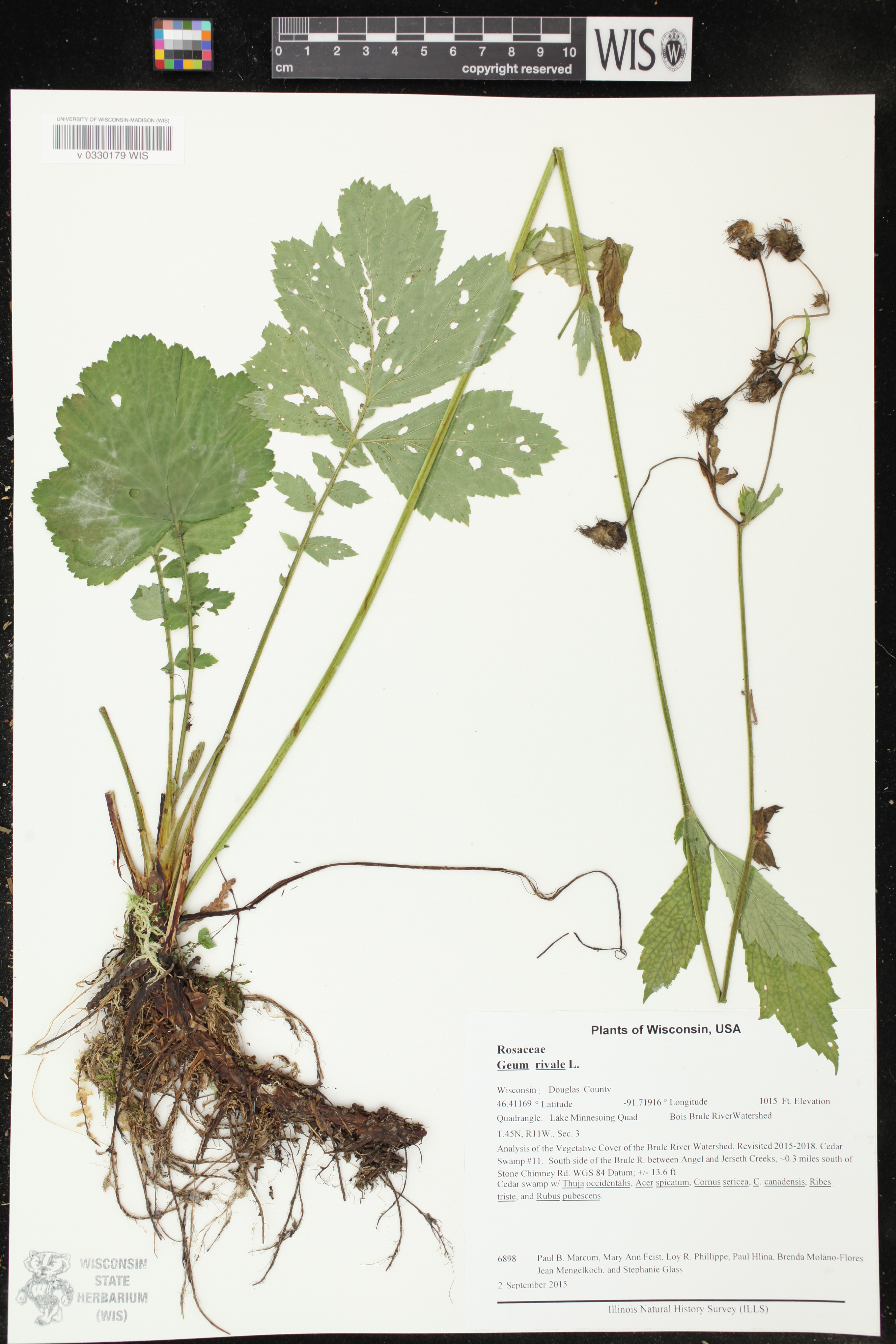 Geum rivale image
