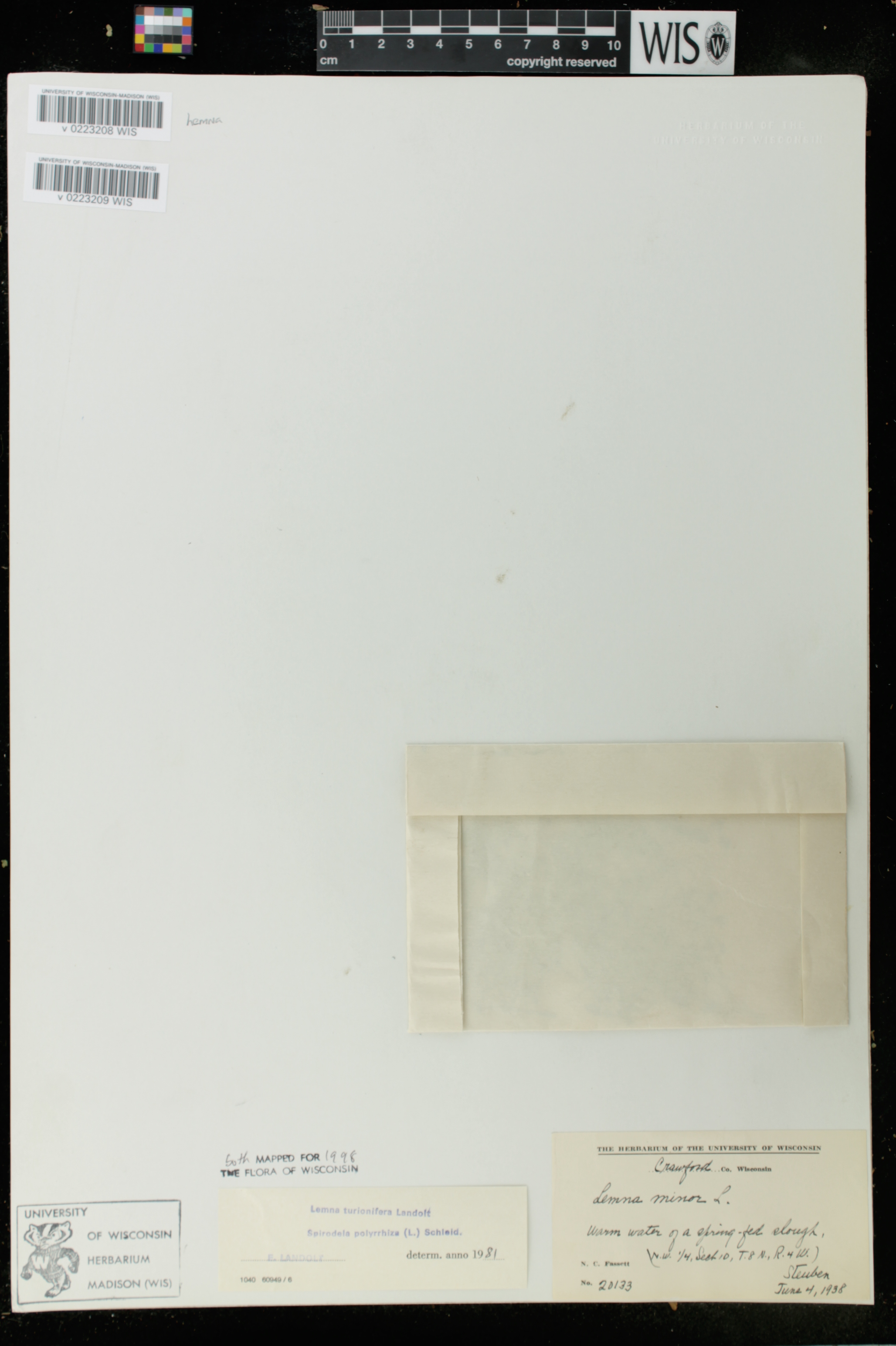 Spirodela polyrrhiza image