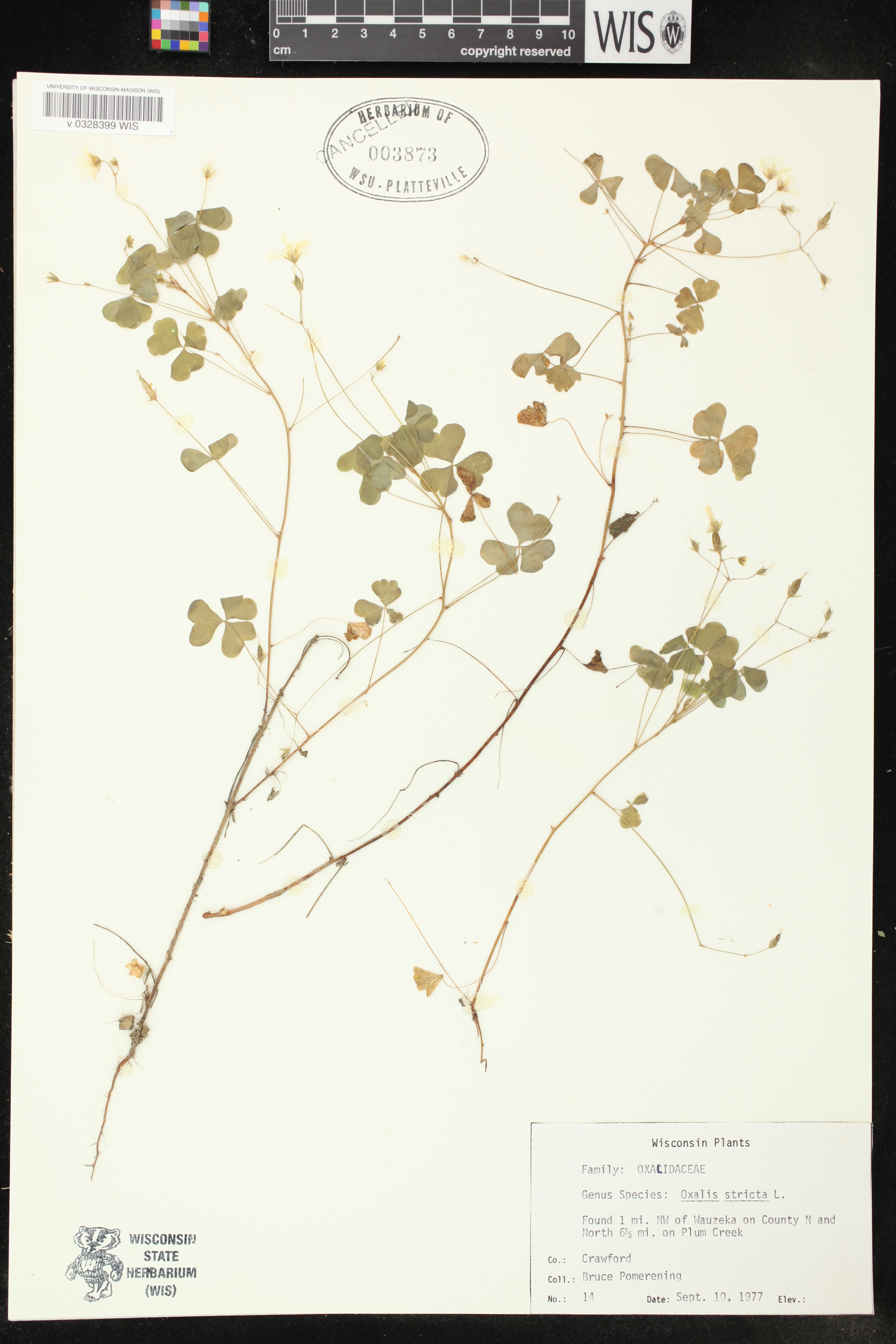 Oxalis stricta image