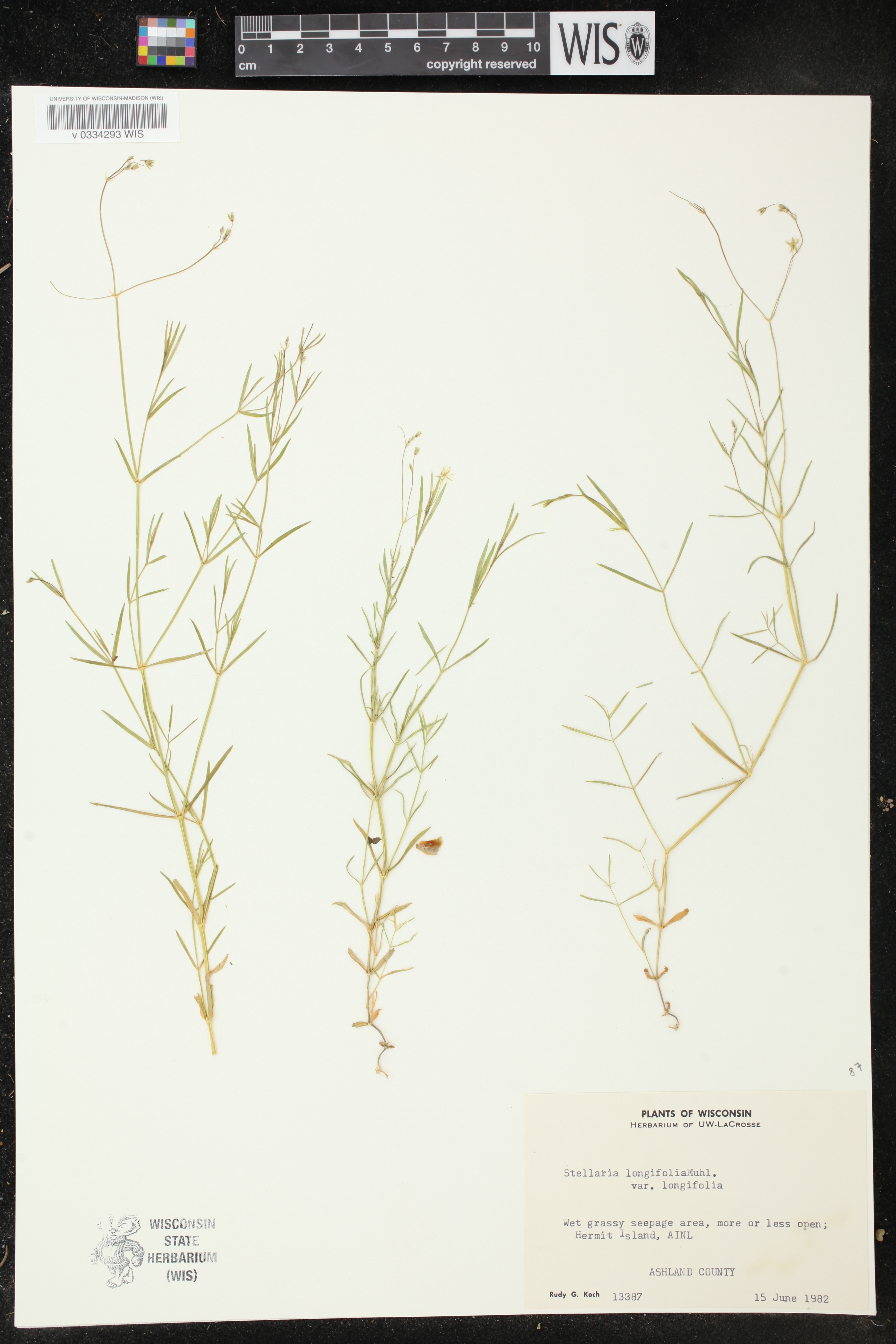 Stellaria longifolia image