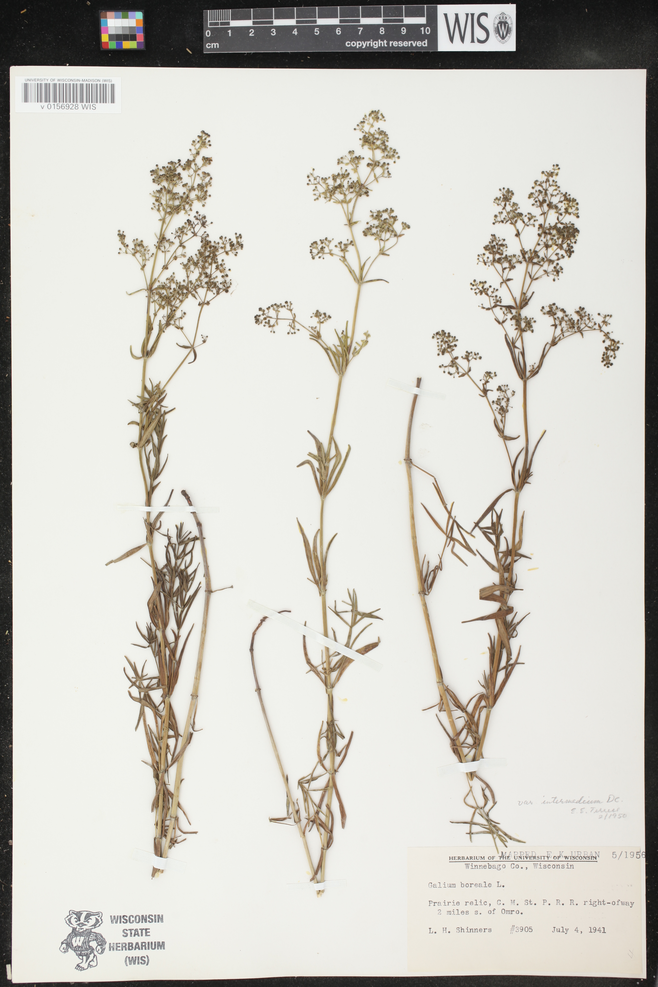 Galium boreale image