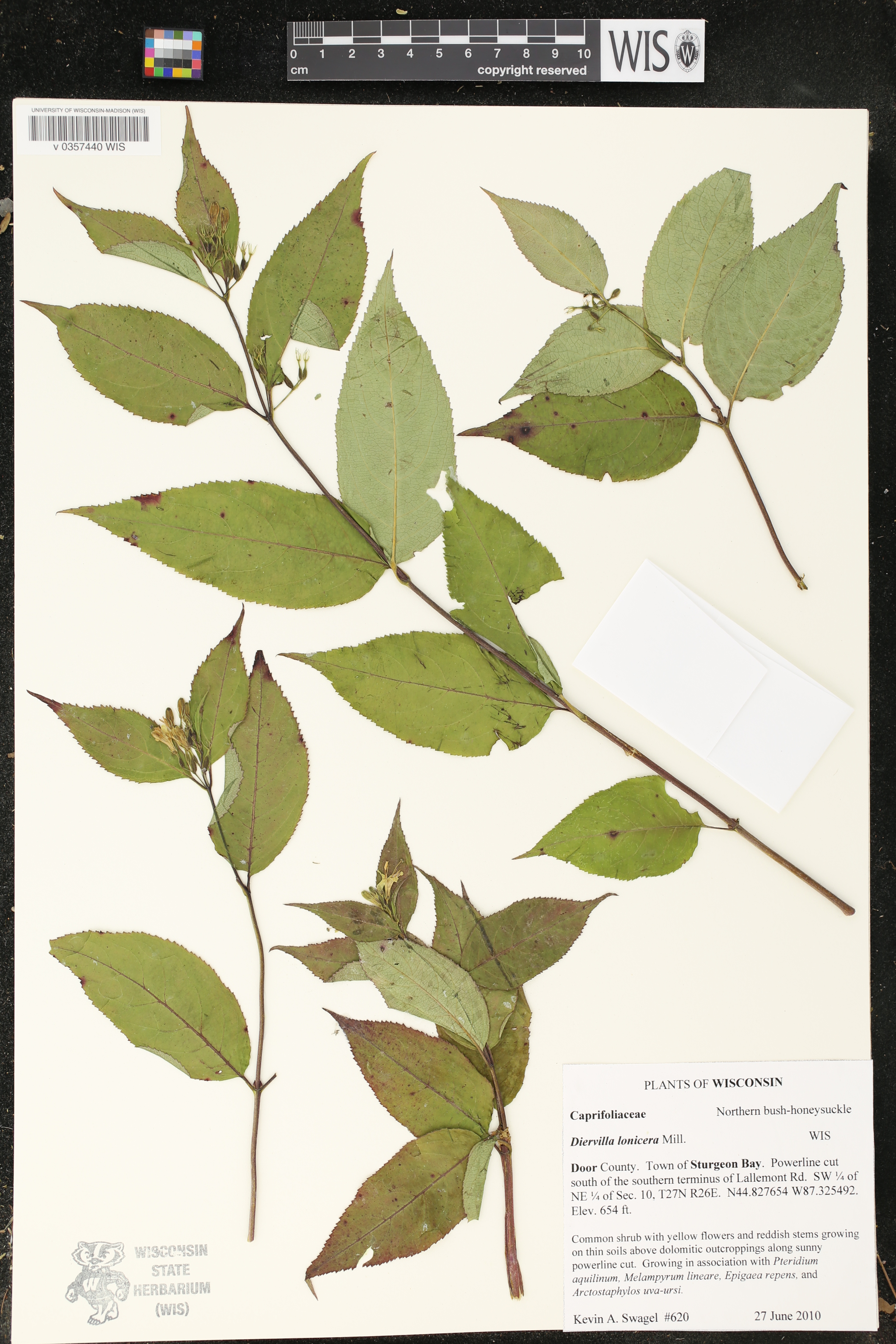Diervilla lonicera image