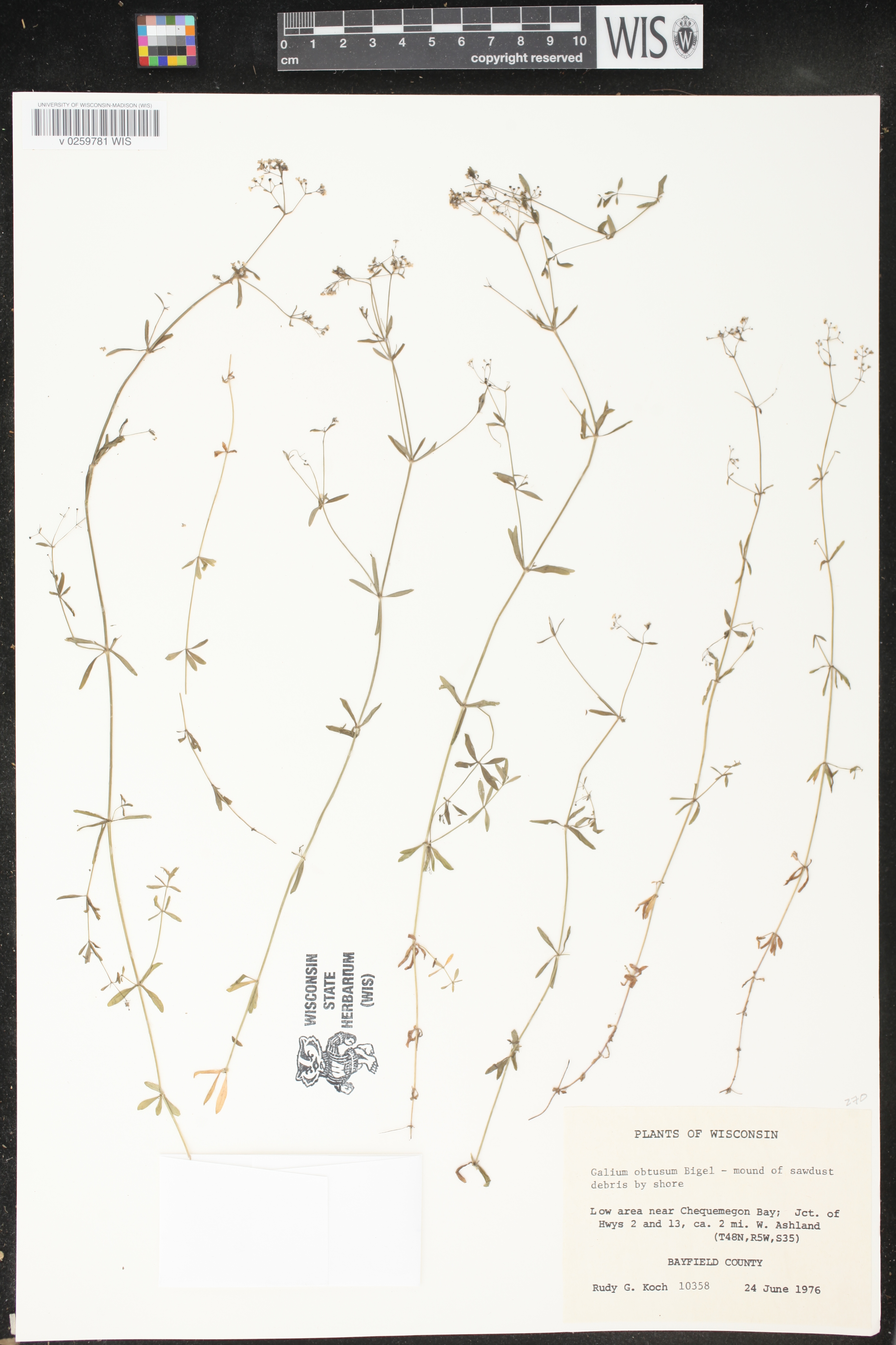 Galium tinctorium image