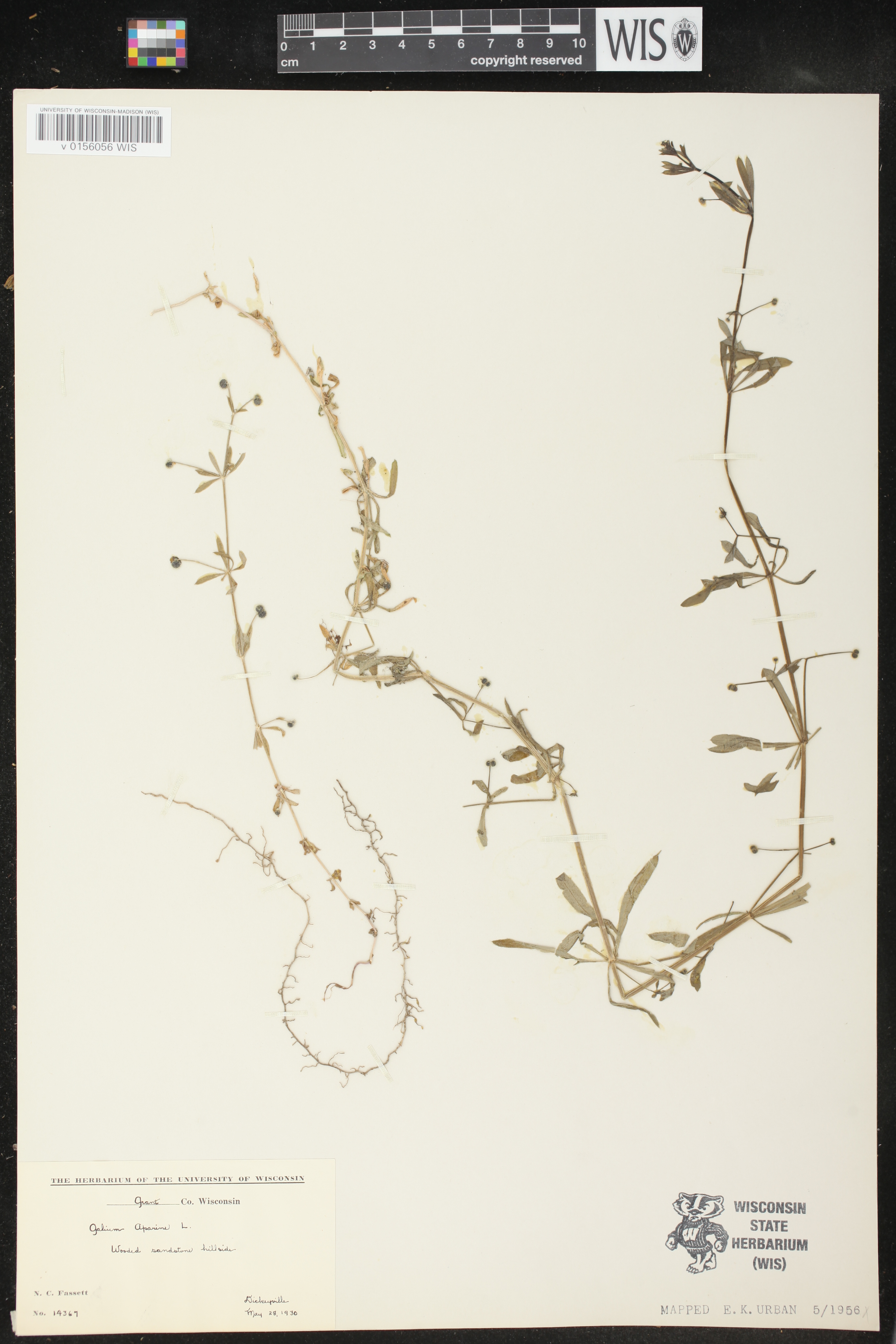 Galium aparine image