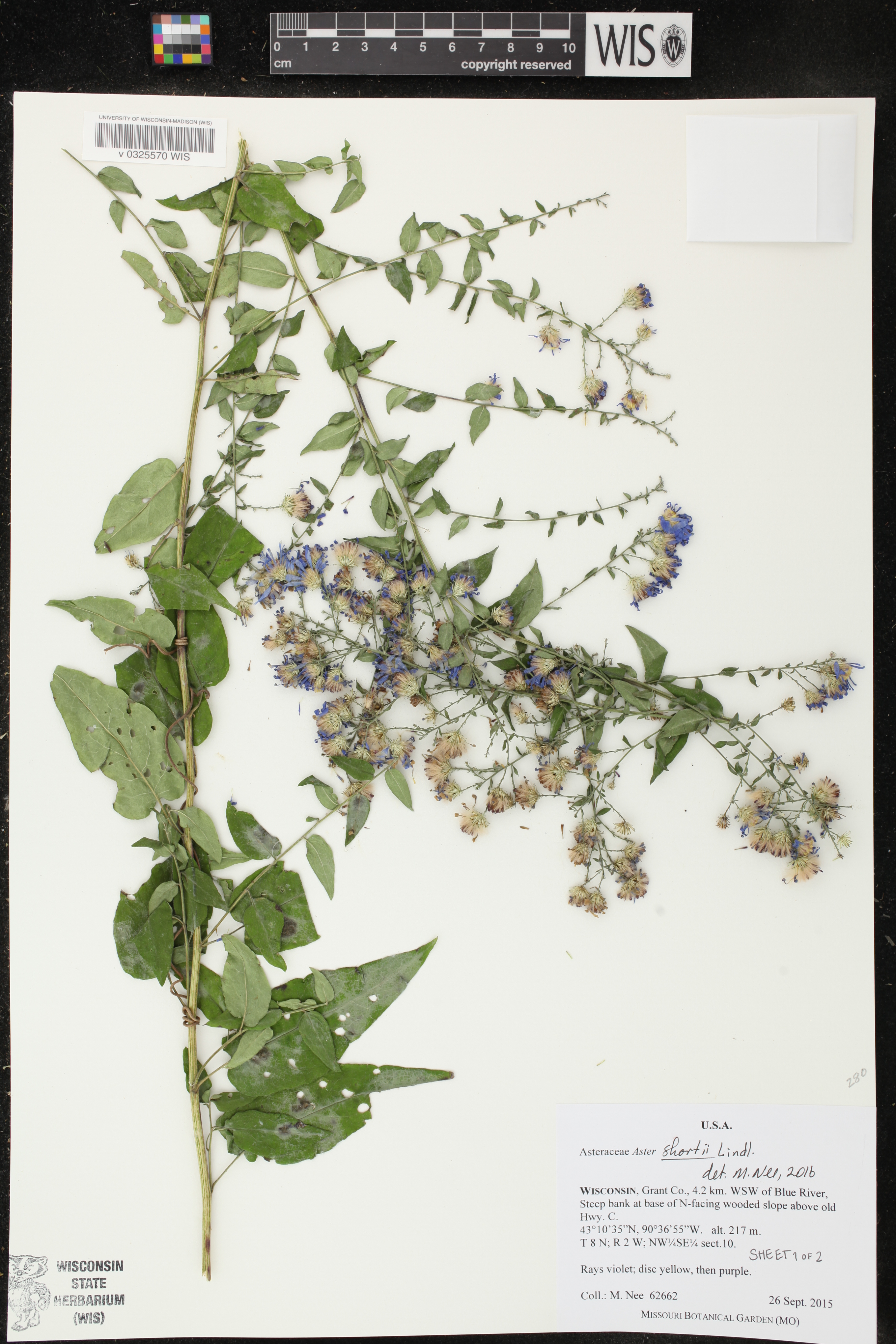 Symphyotrichum shortii image