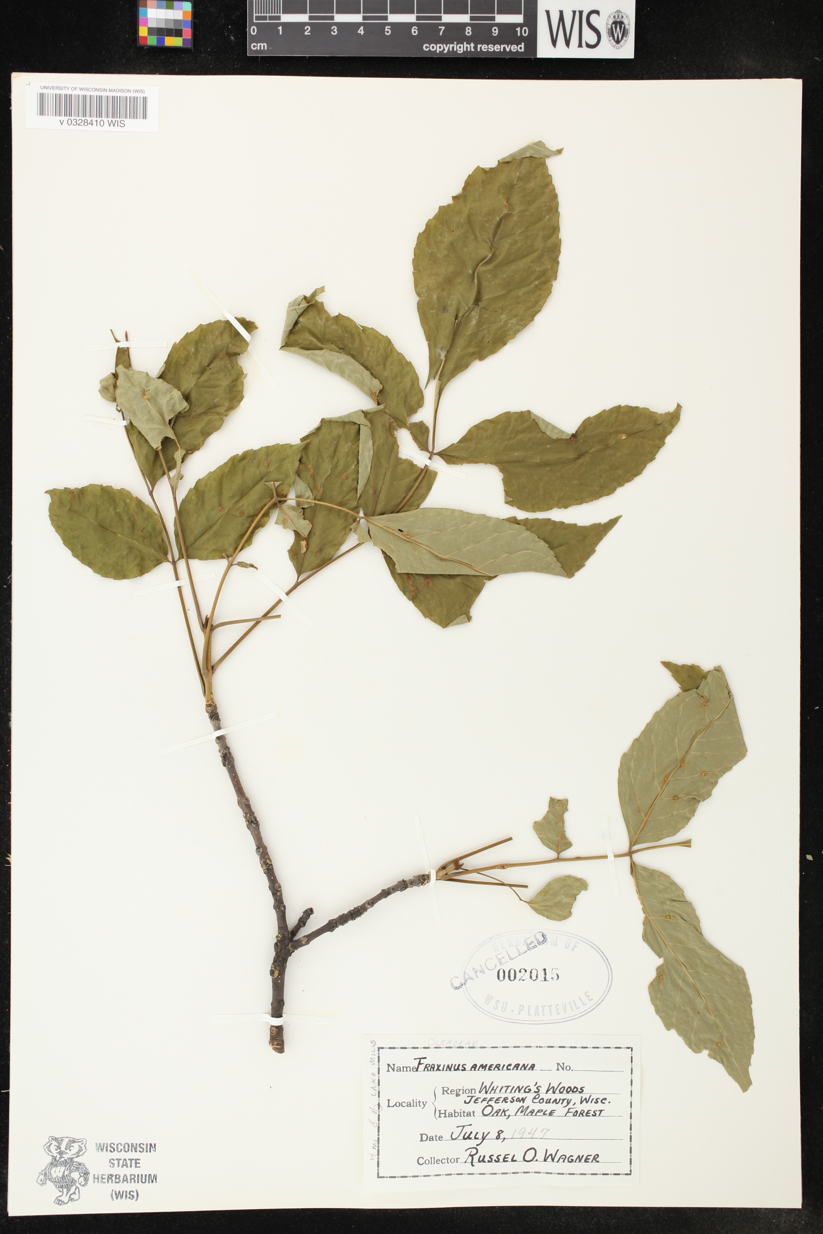 Fraxinus americana image