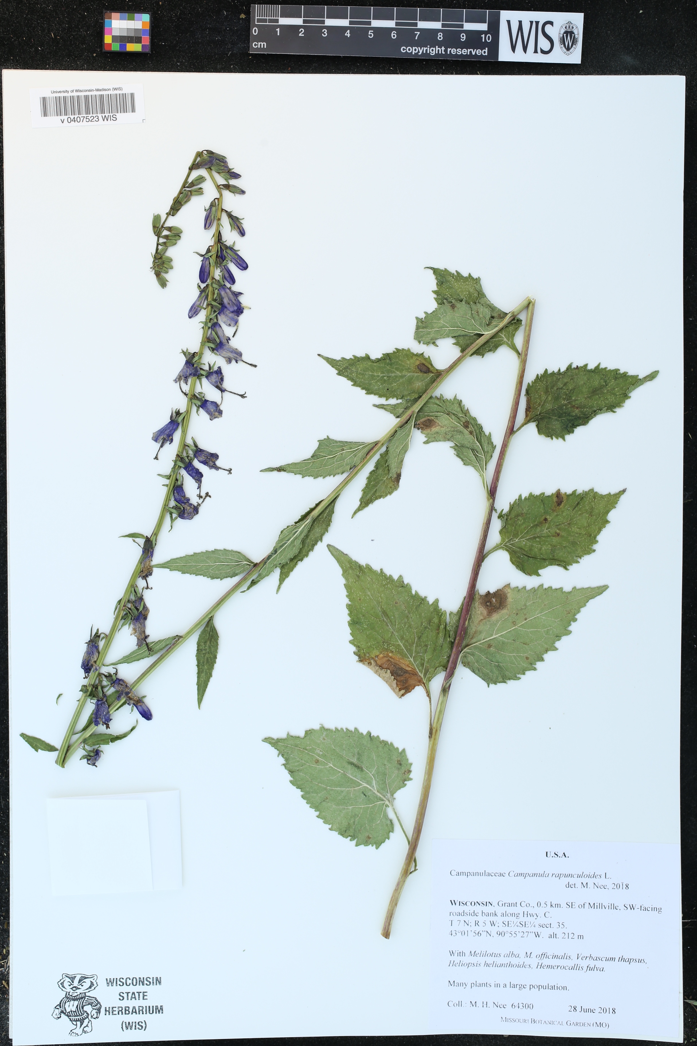 Campanula rapunculoides image