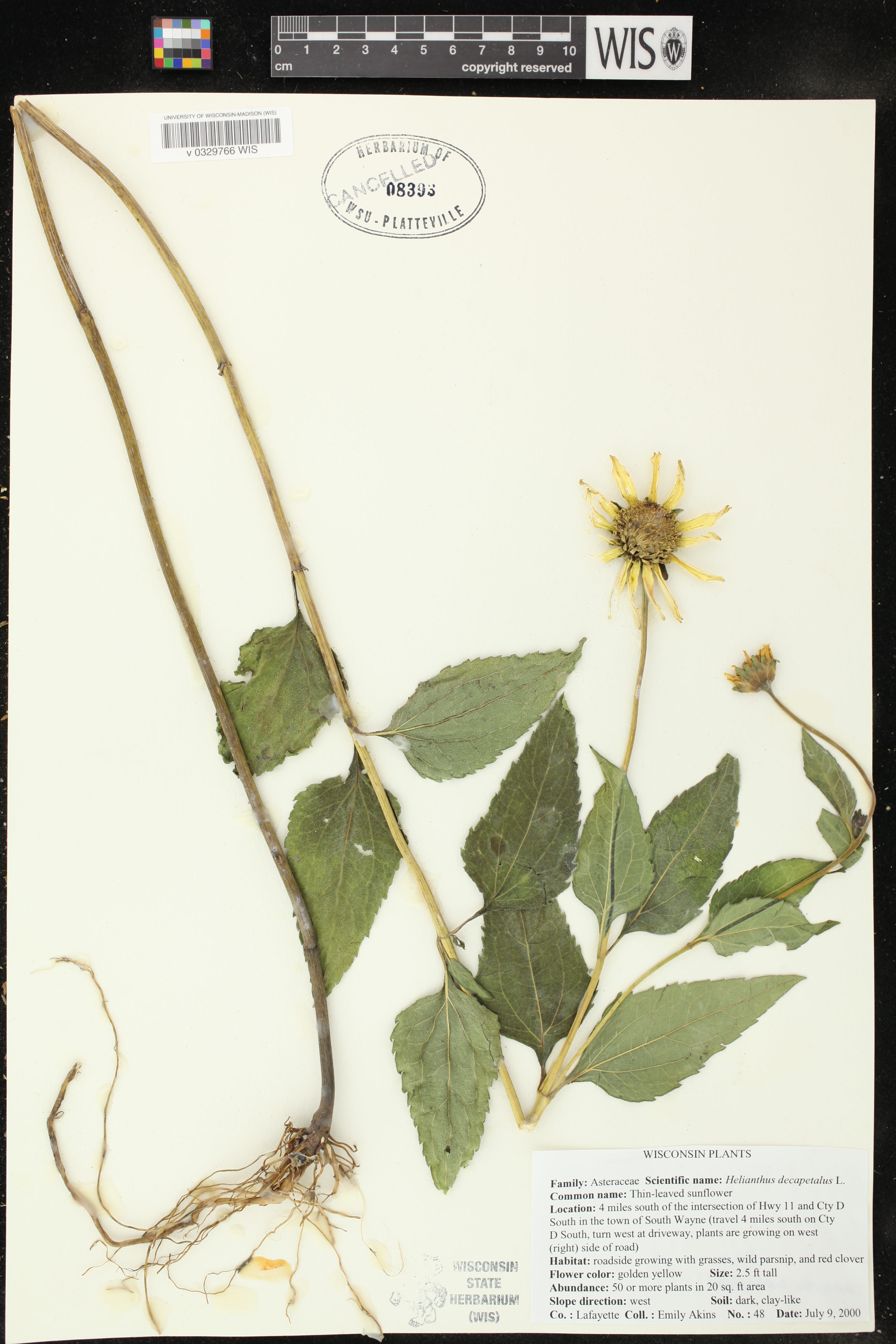 Helianthus decapetalus image