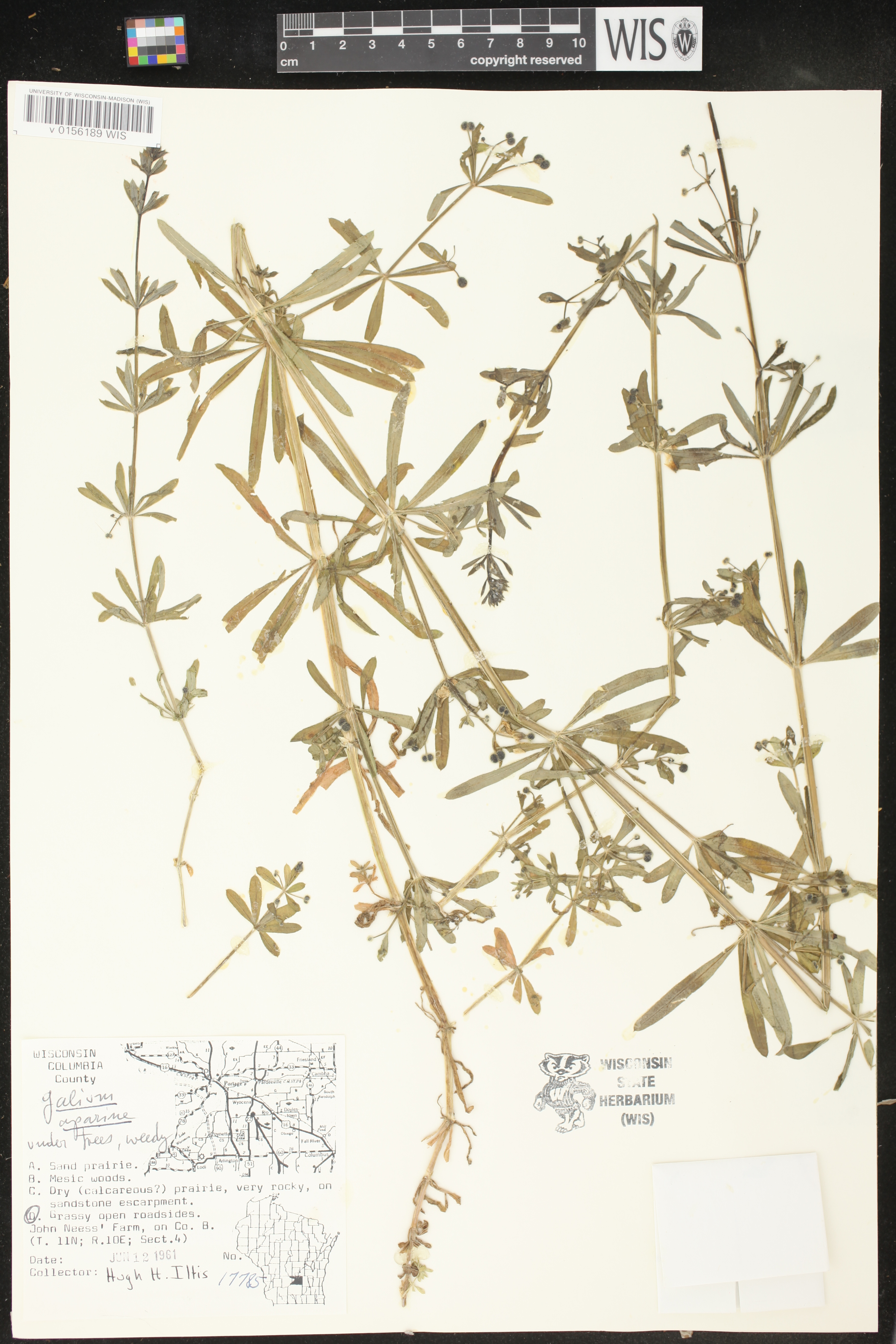 Galium aparine image