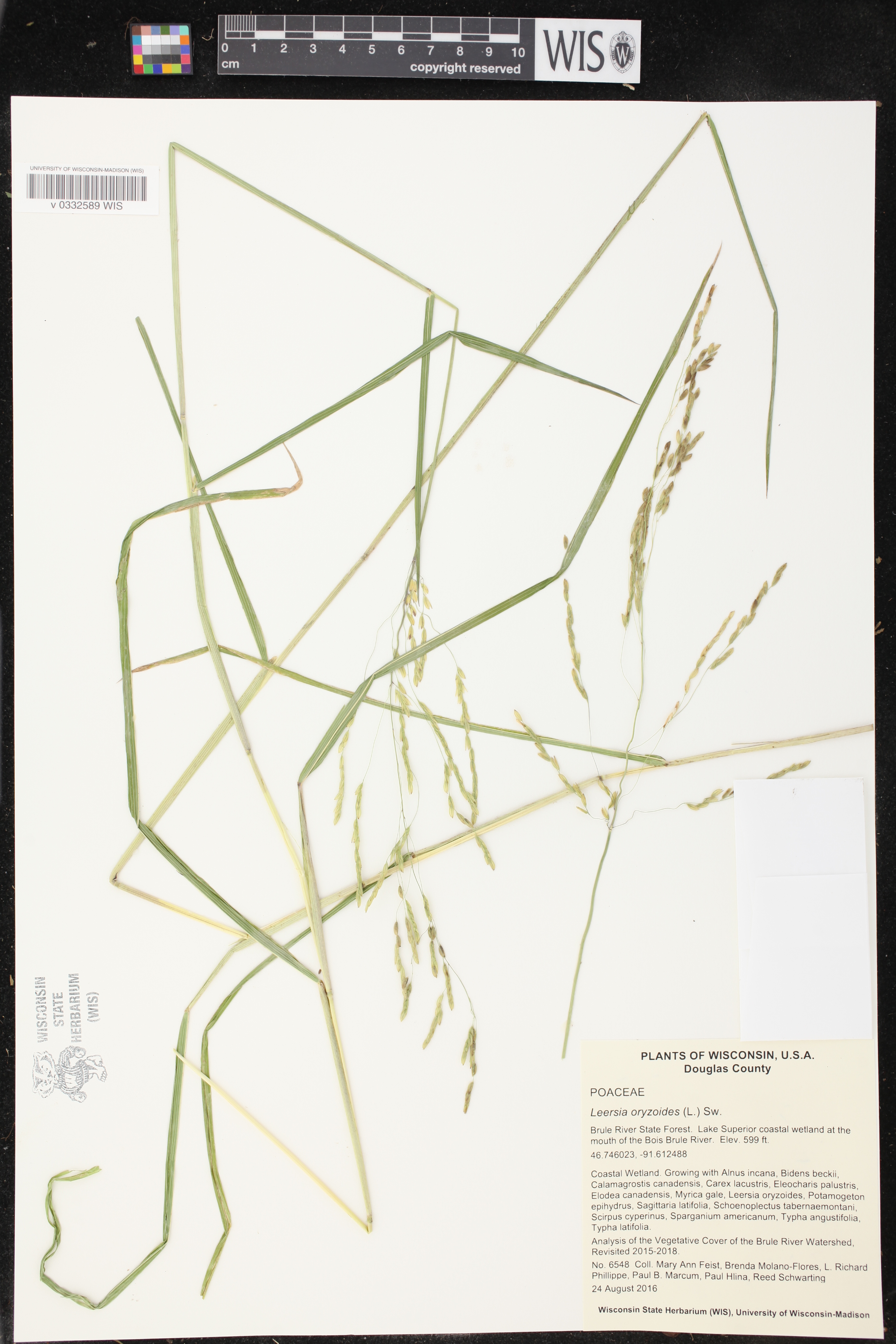 Leersia oryzoides image