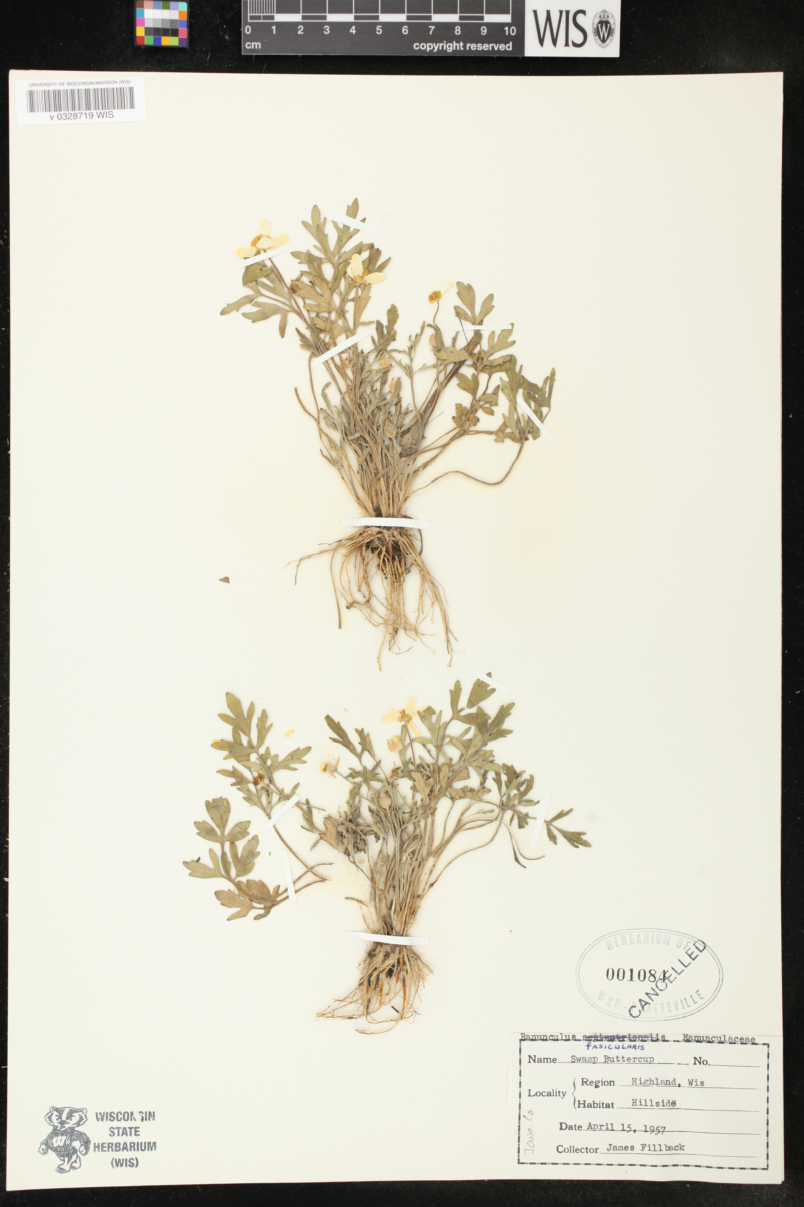 Ranunculus fascicularis image