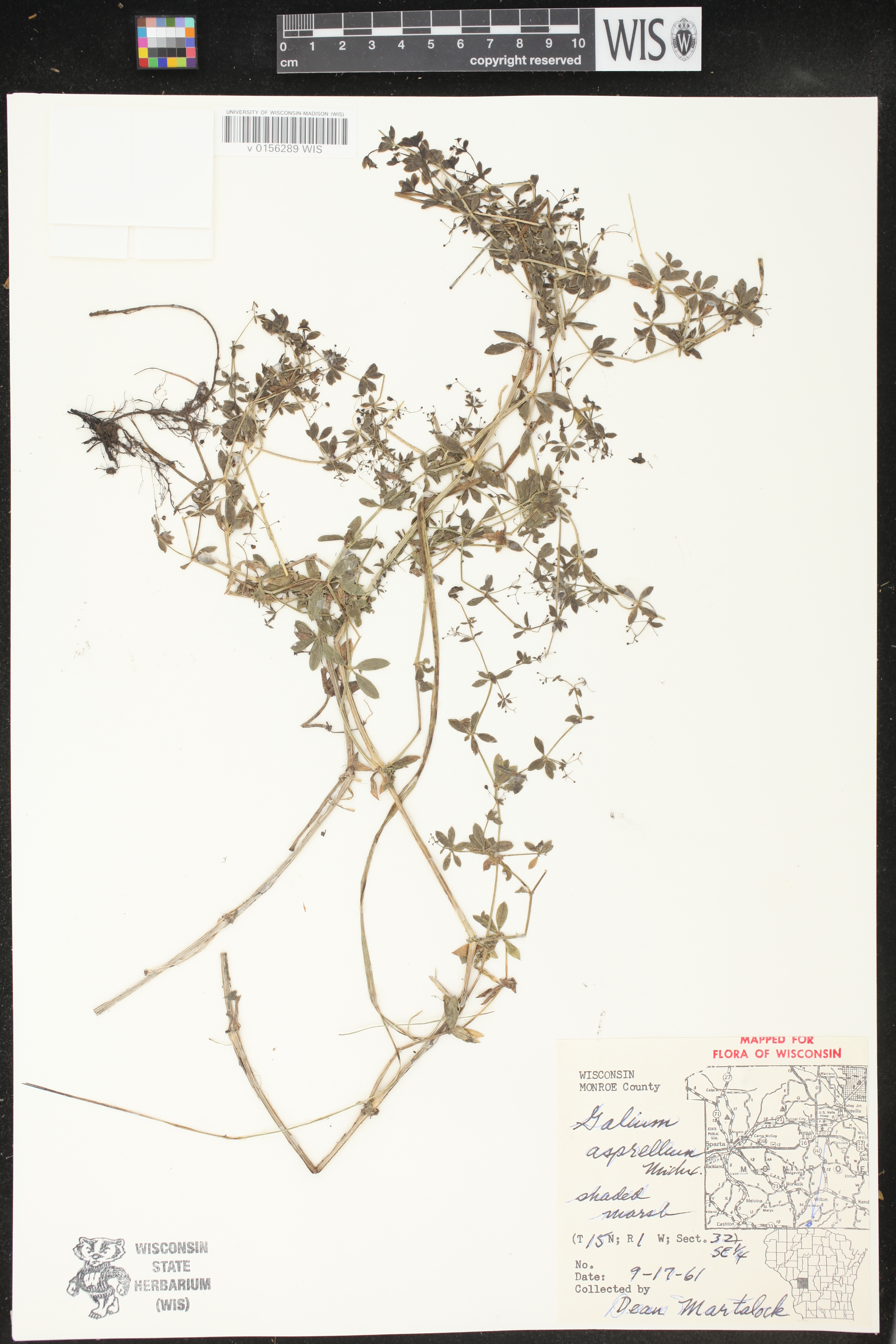 Galium asprellum image