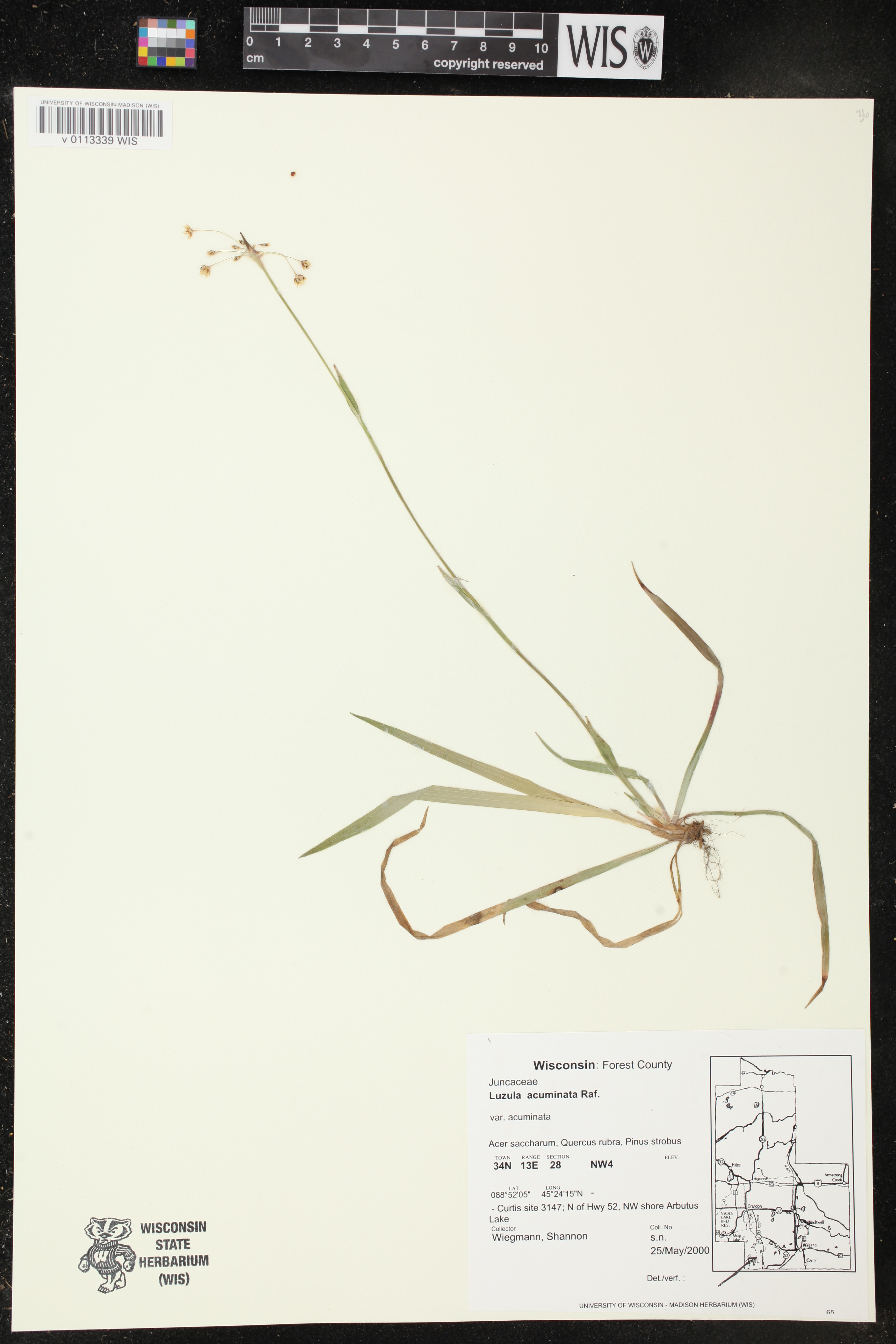 Luzula acuminata image