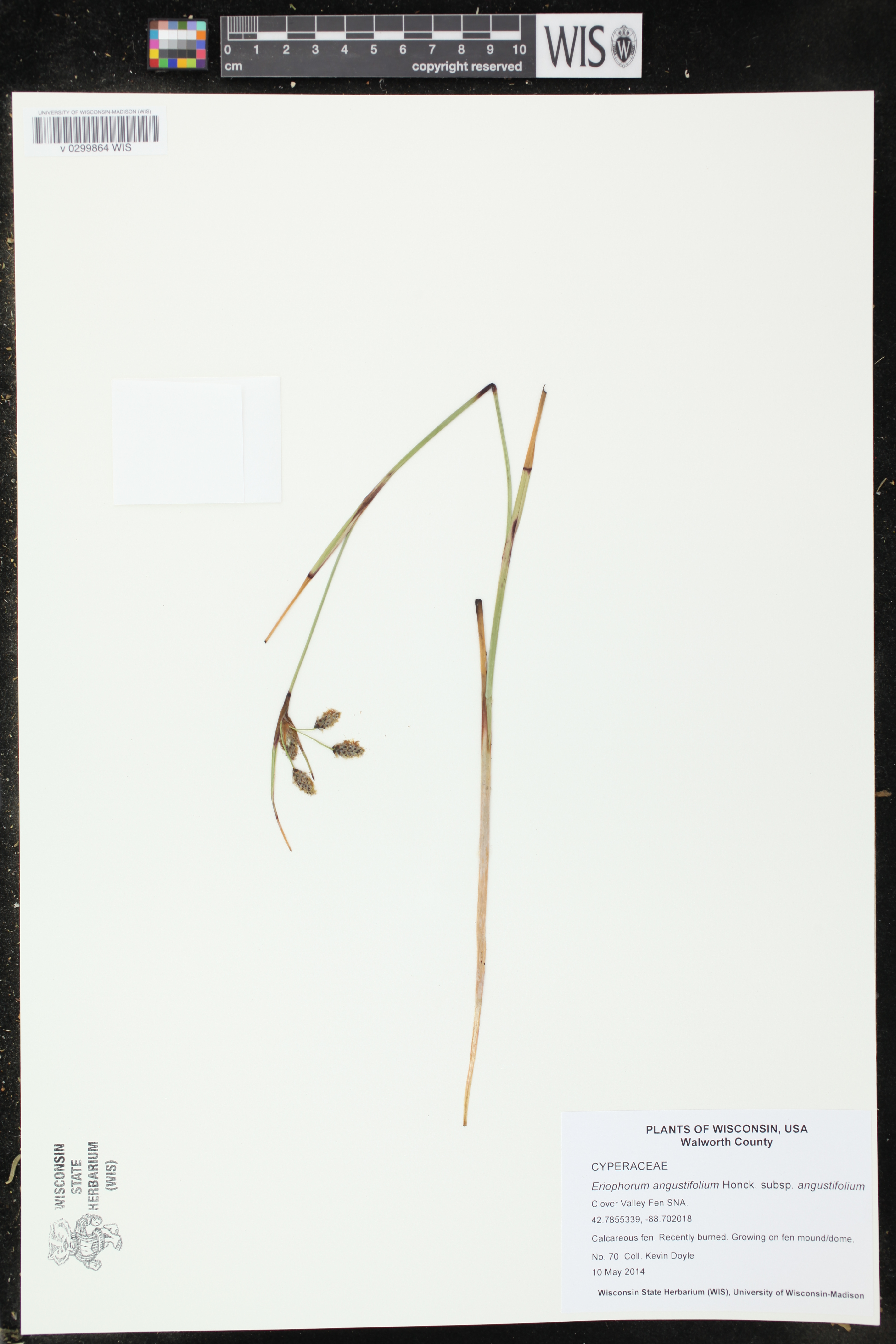 Eriophorum angustifolium subsp. angustifolium image