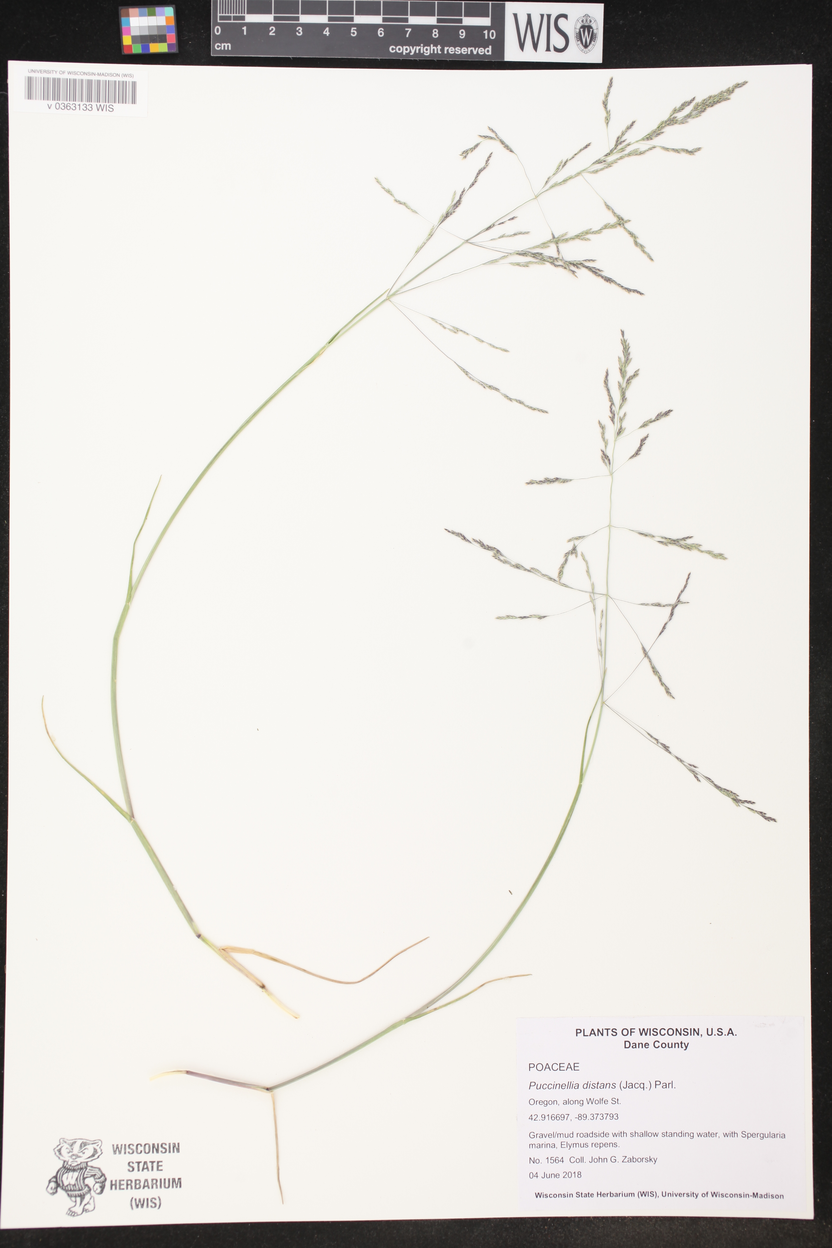 Puccinellia distans image