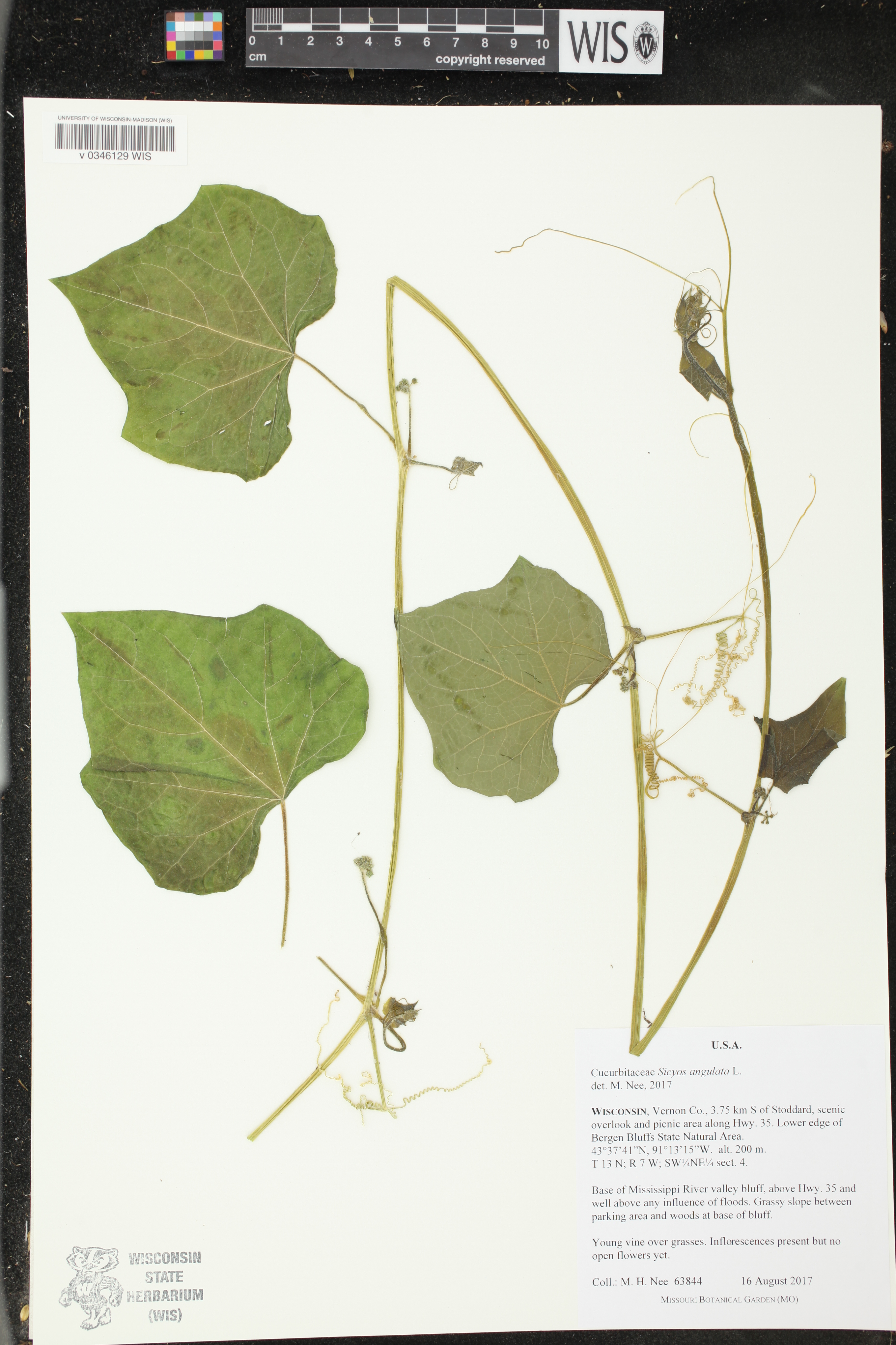 Sicyos angulatus image