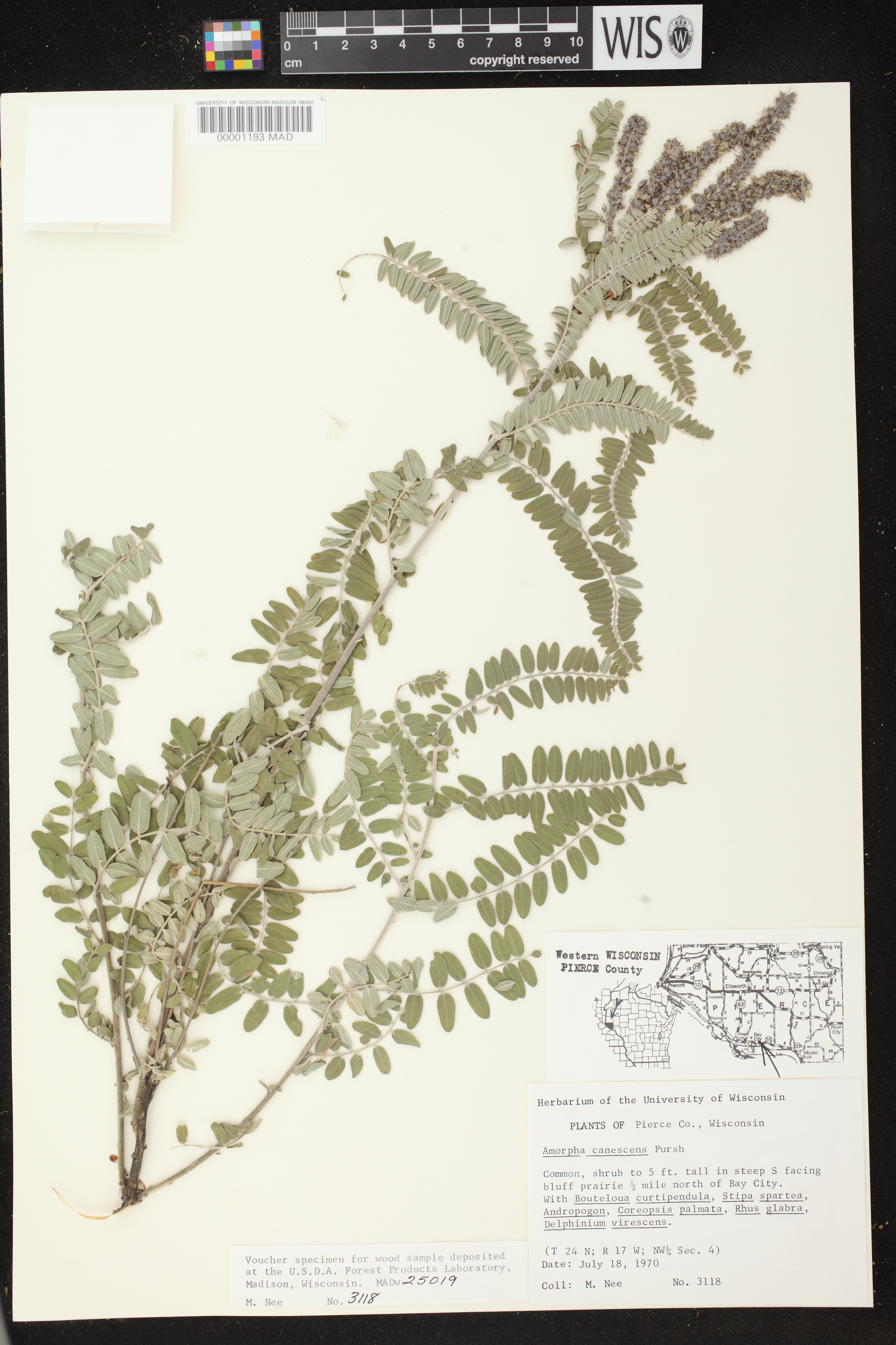 Amorpha canescens image