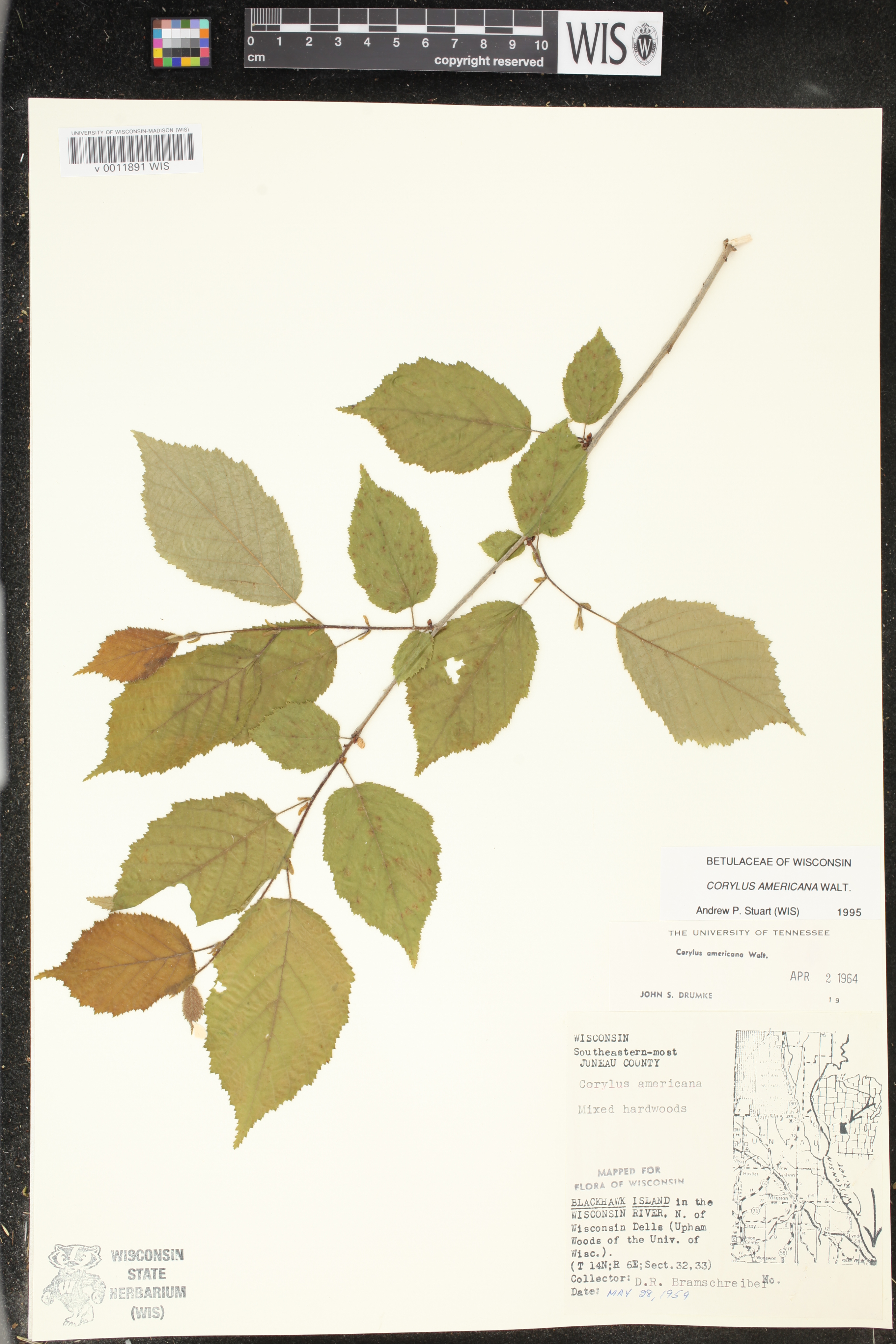 Corylus americana image