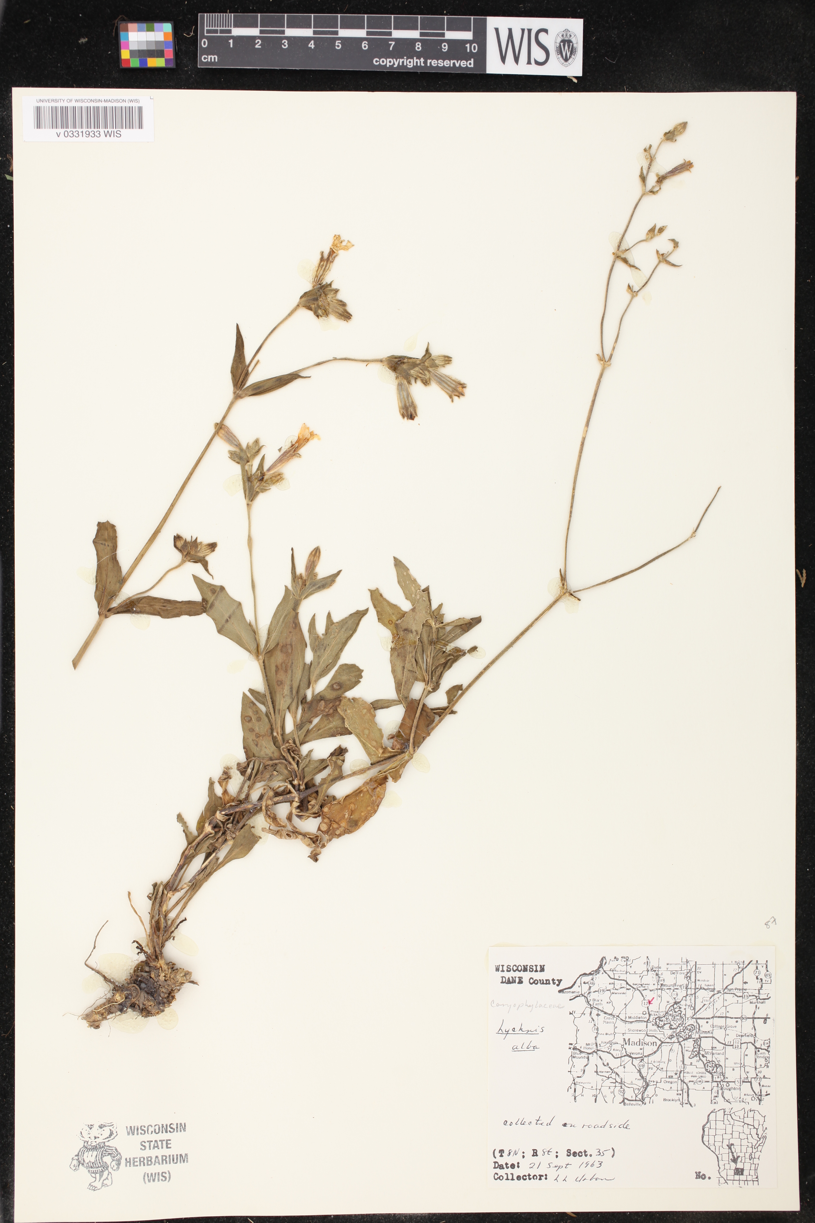 Silene latifolia image