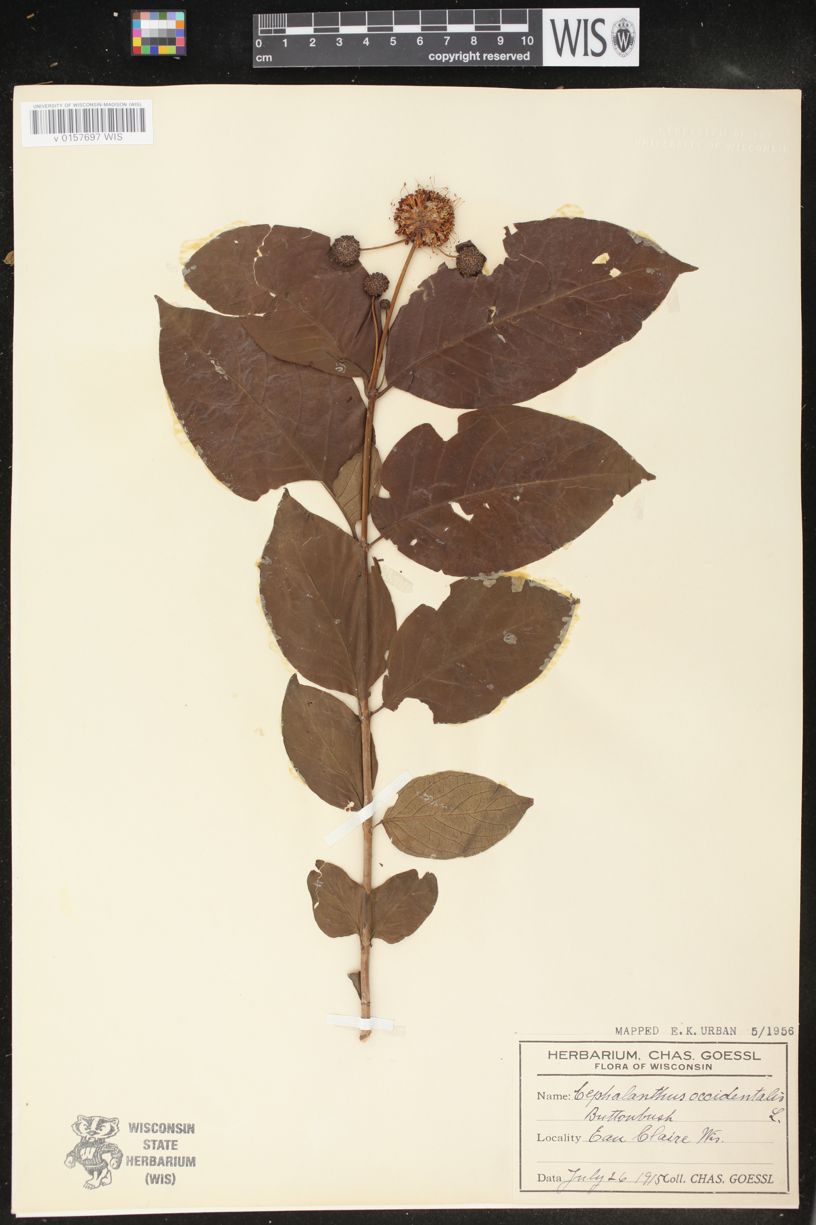 Cephalanthus occidentalis image