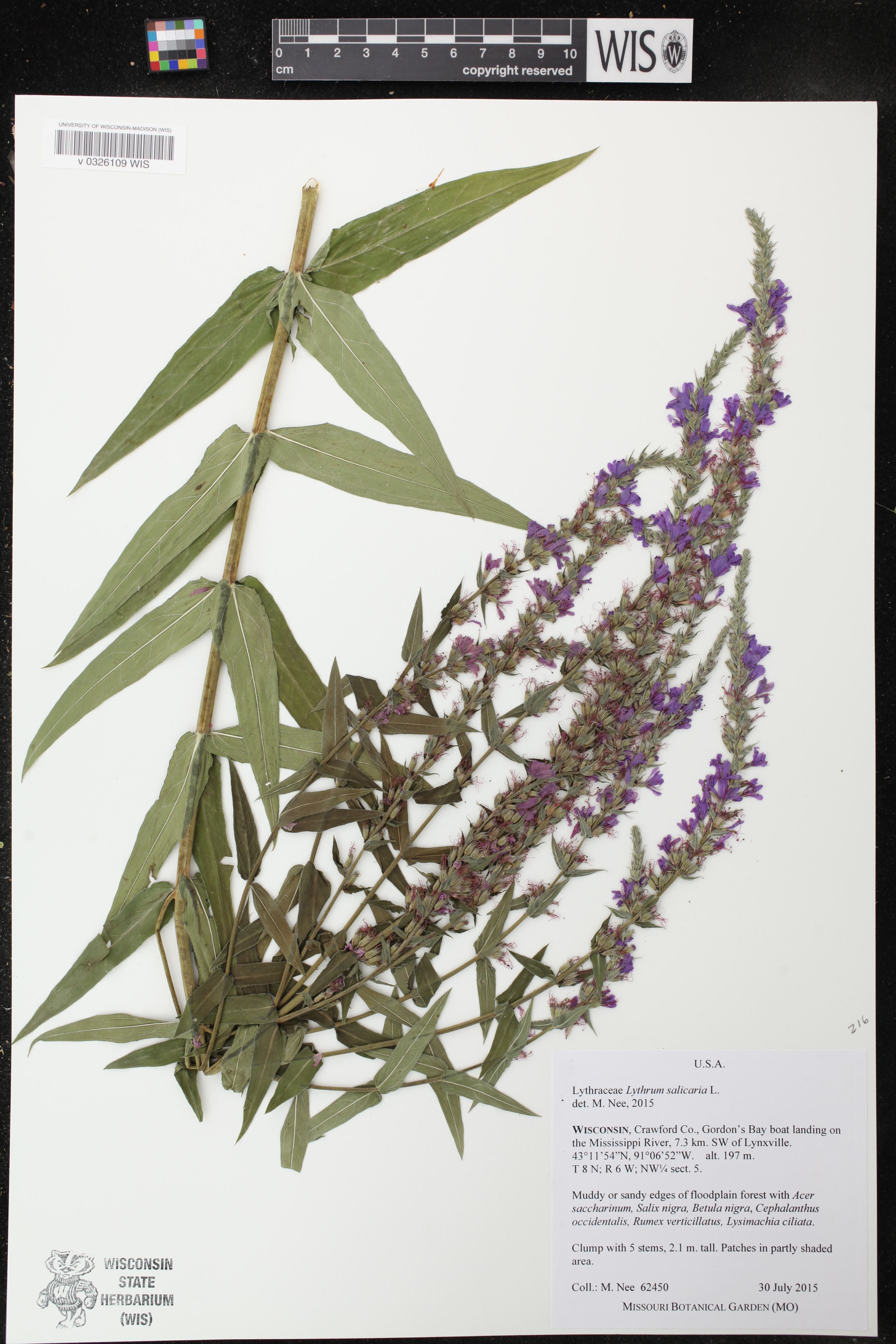 Lythrum salicaria image