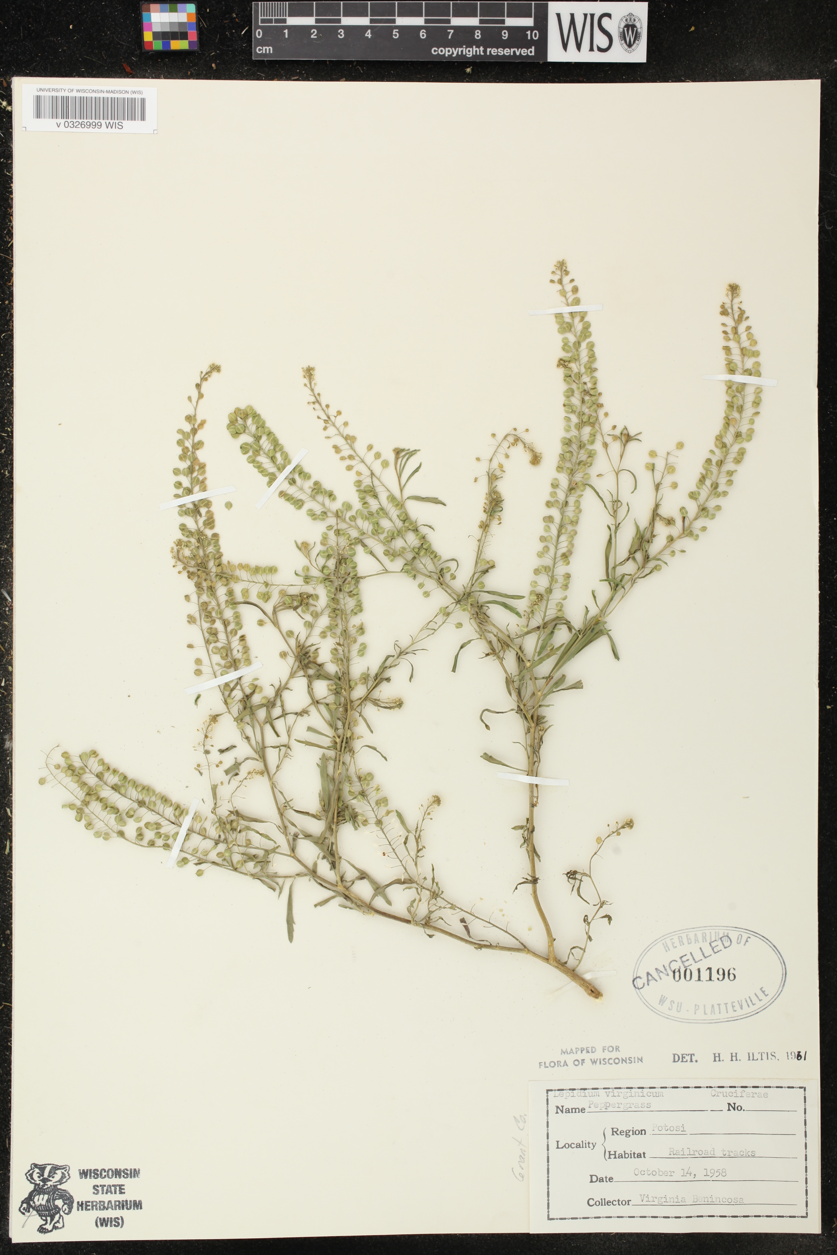 Lepidium virginicum image