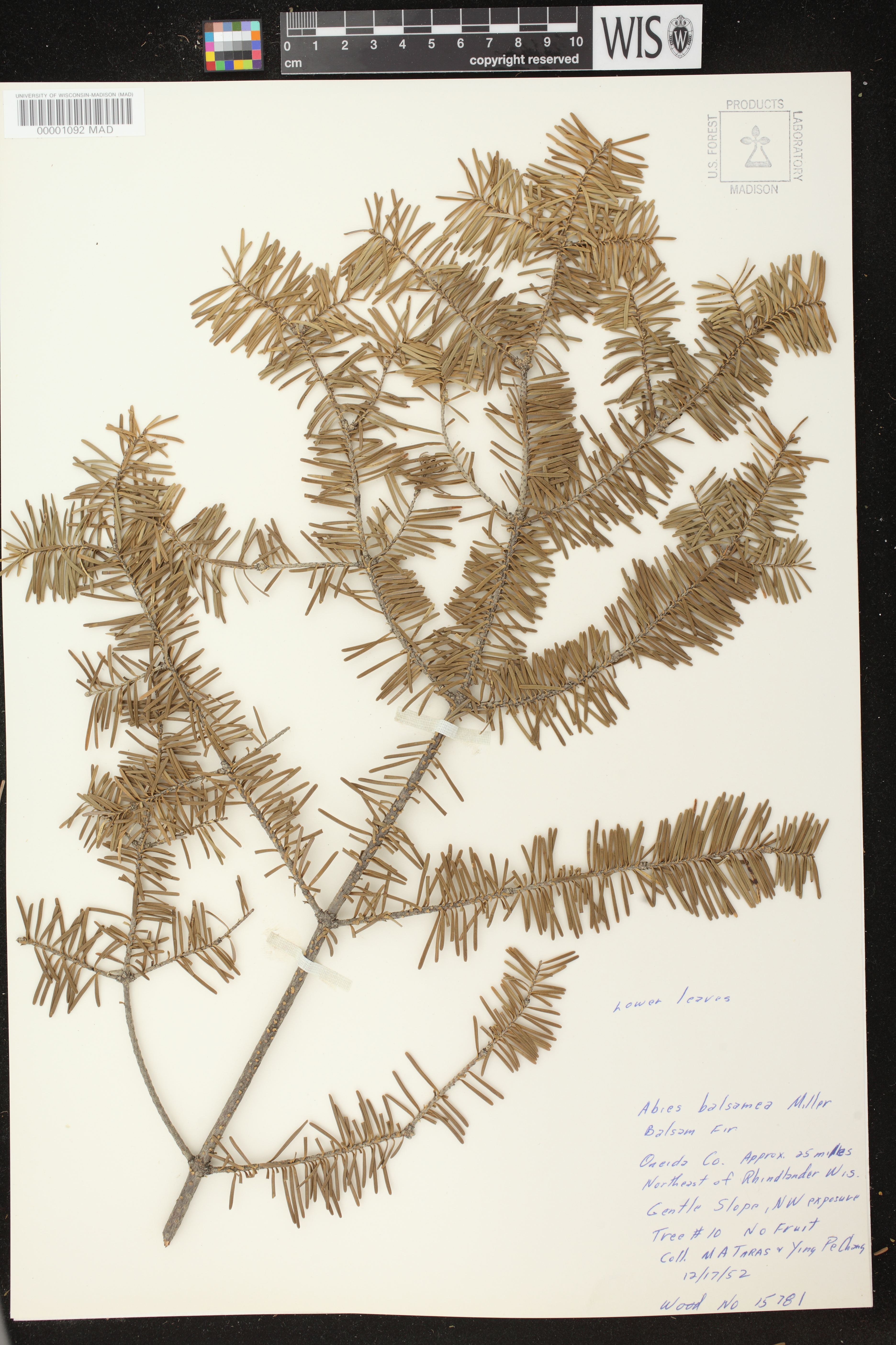 Abies balsamea image