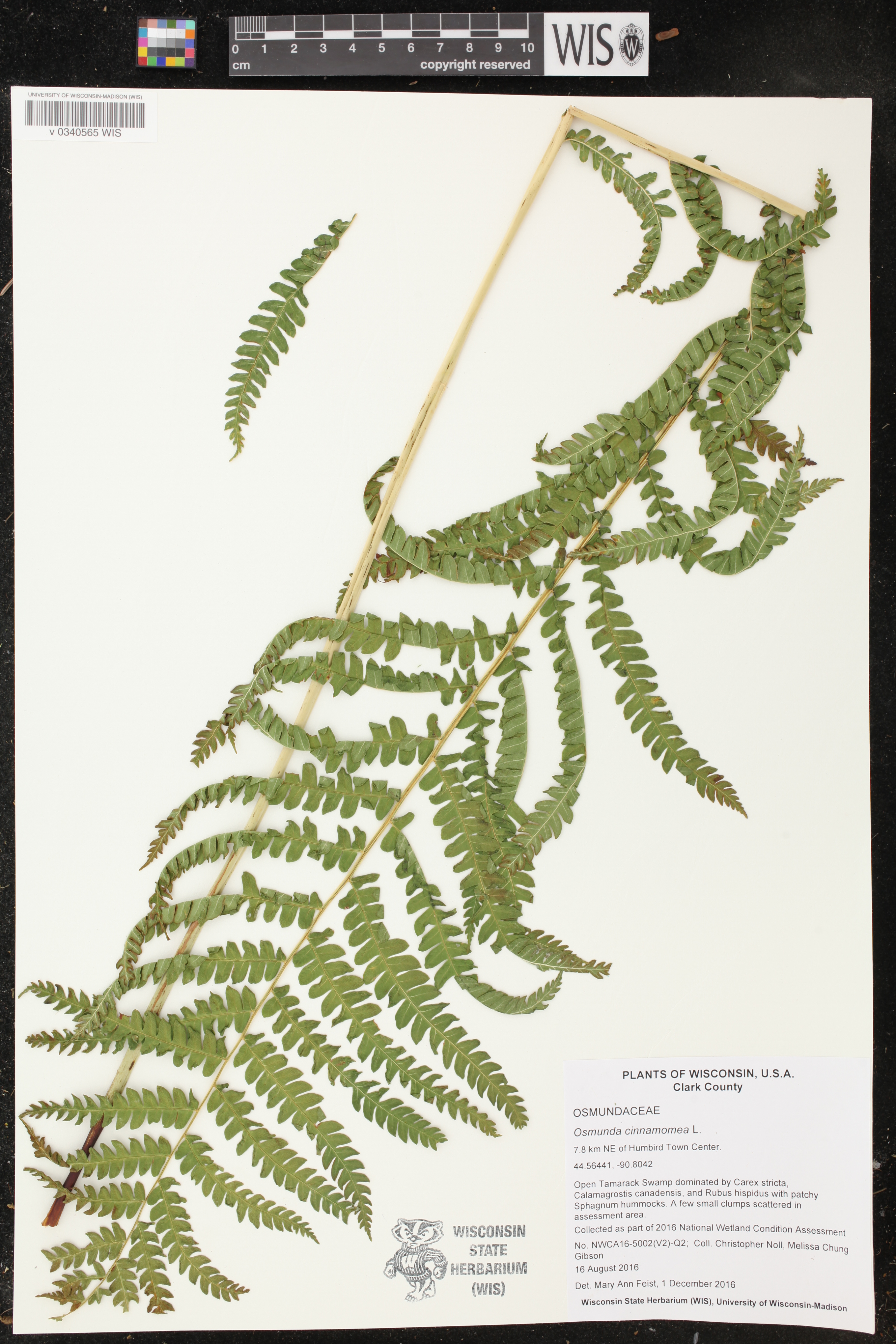 Osmunda cinnamomea image