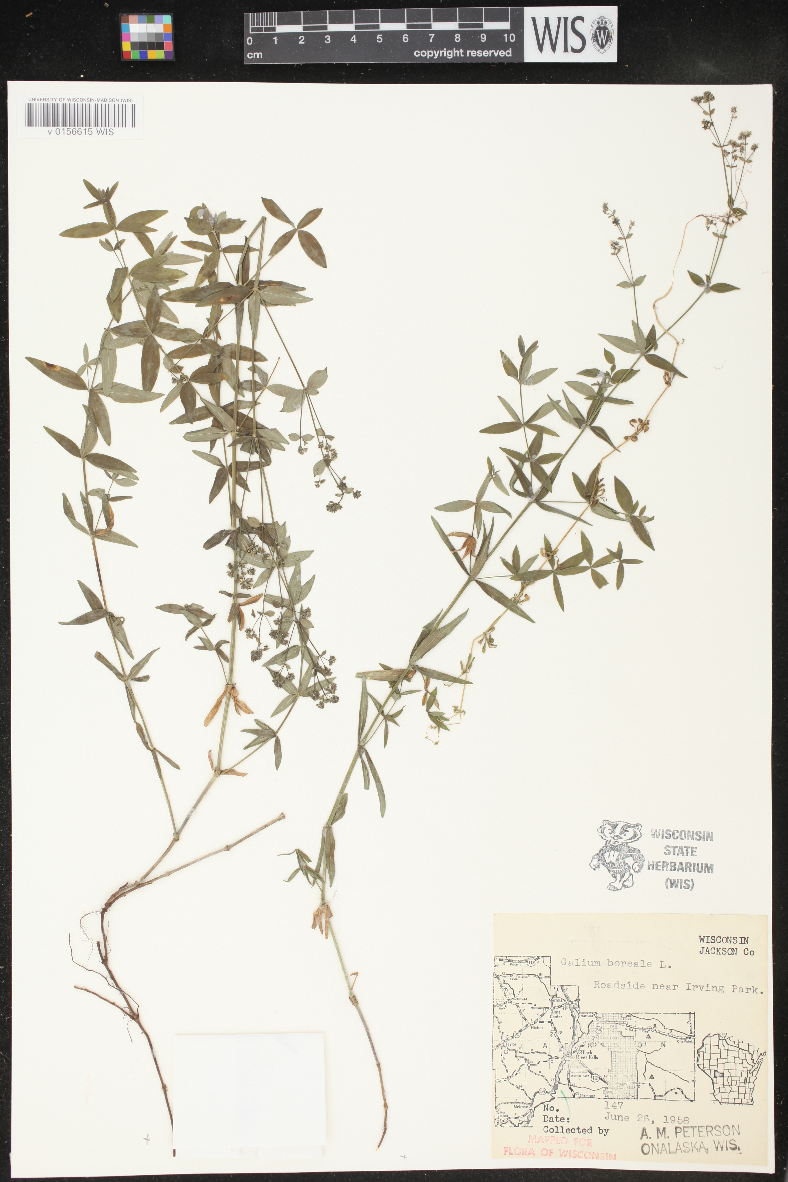 Galium boreale image