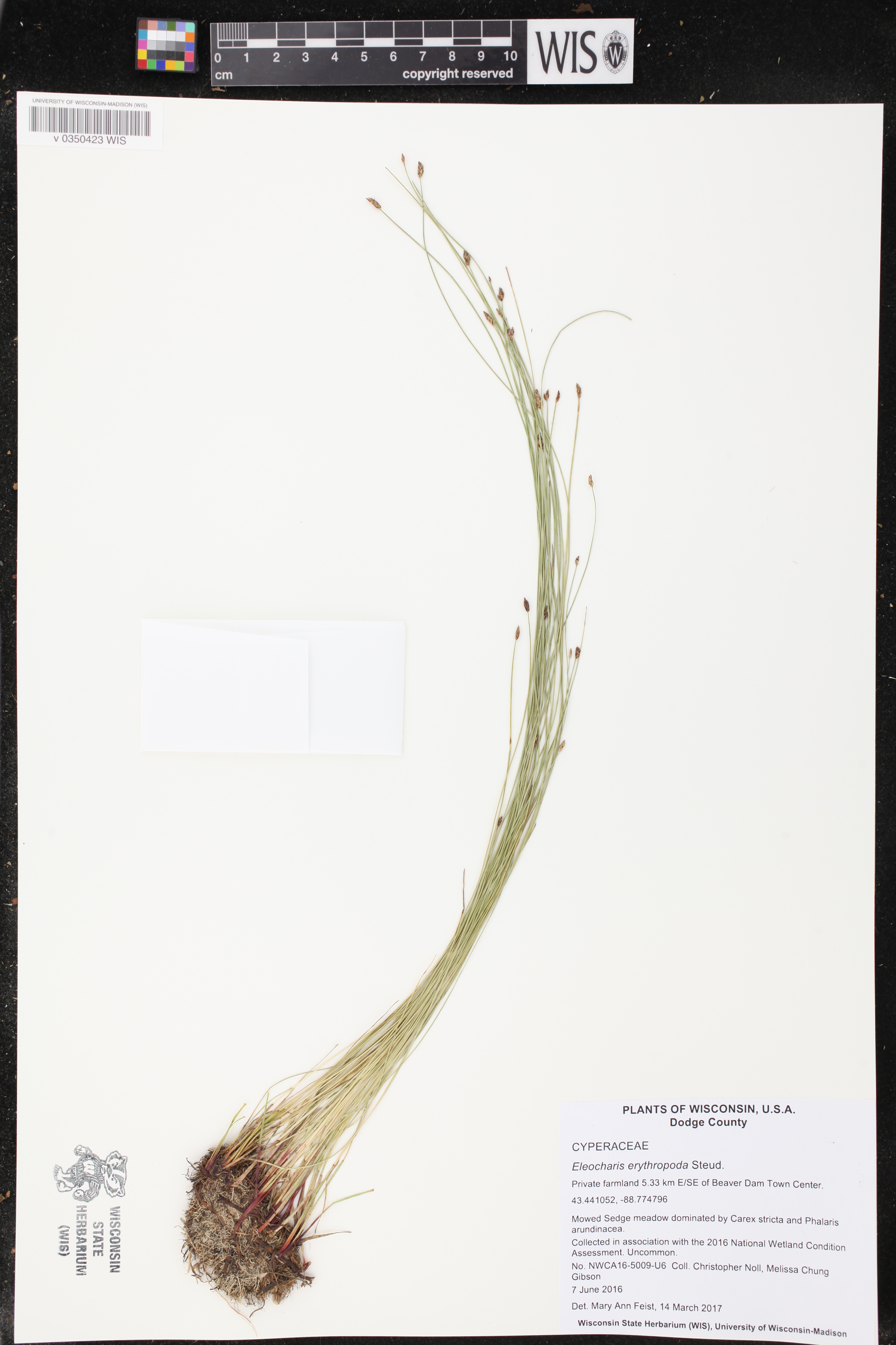 Eleocharis erythropoda image