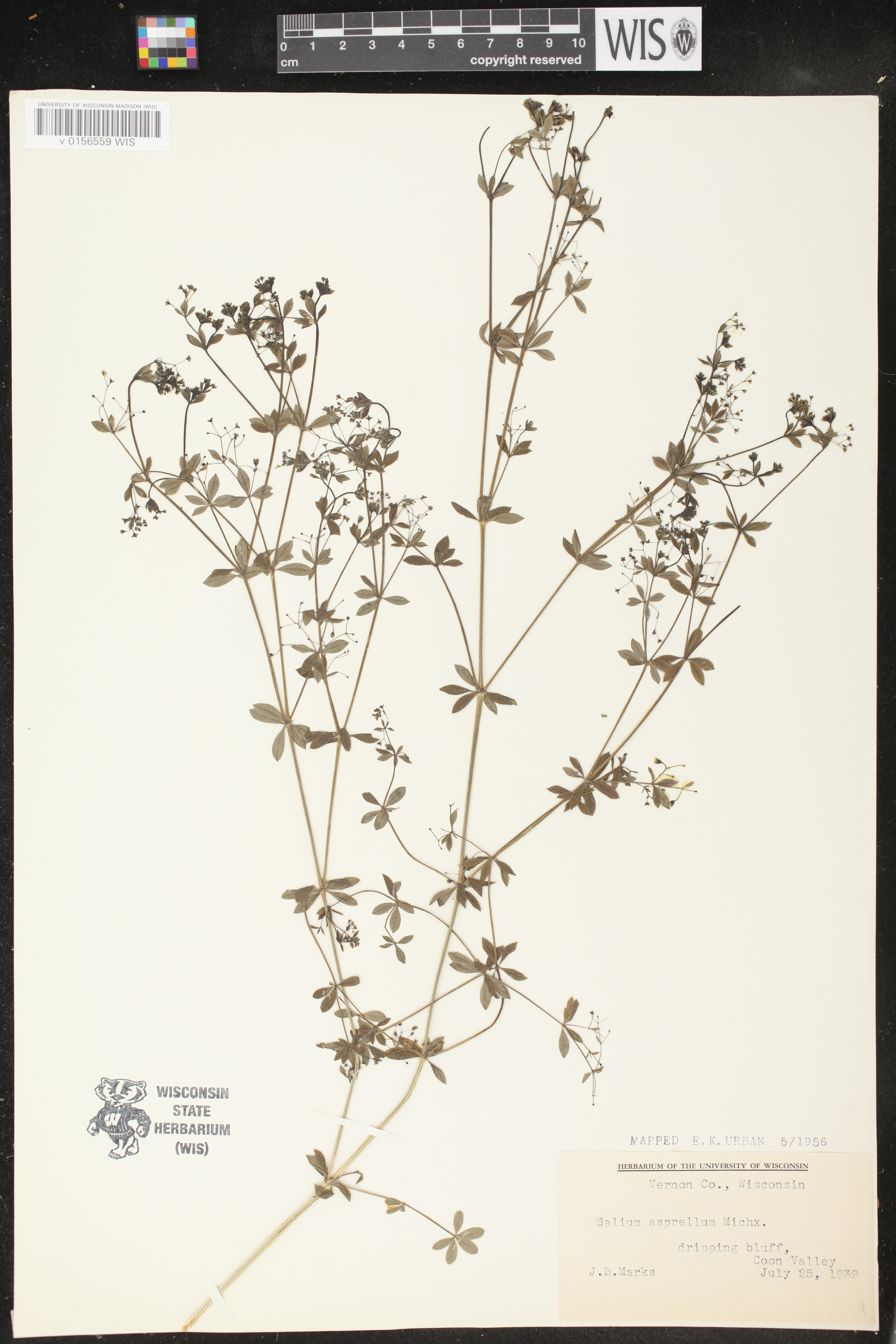 Galium asprellum image