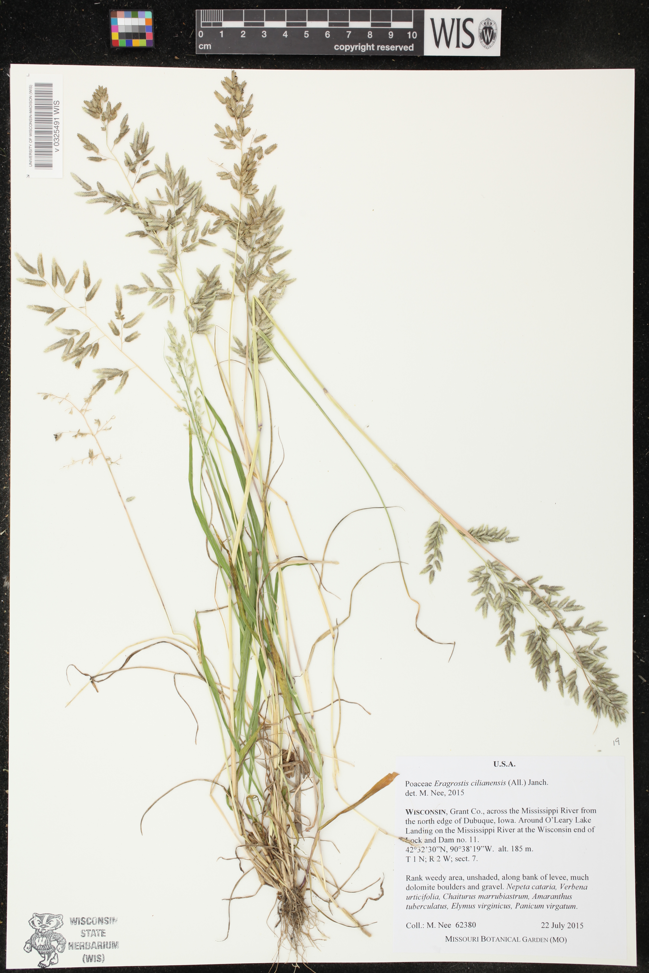 Eragrostis cilianensis image