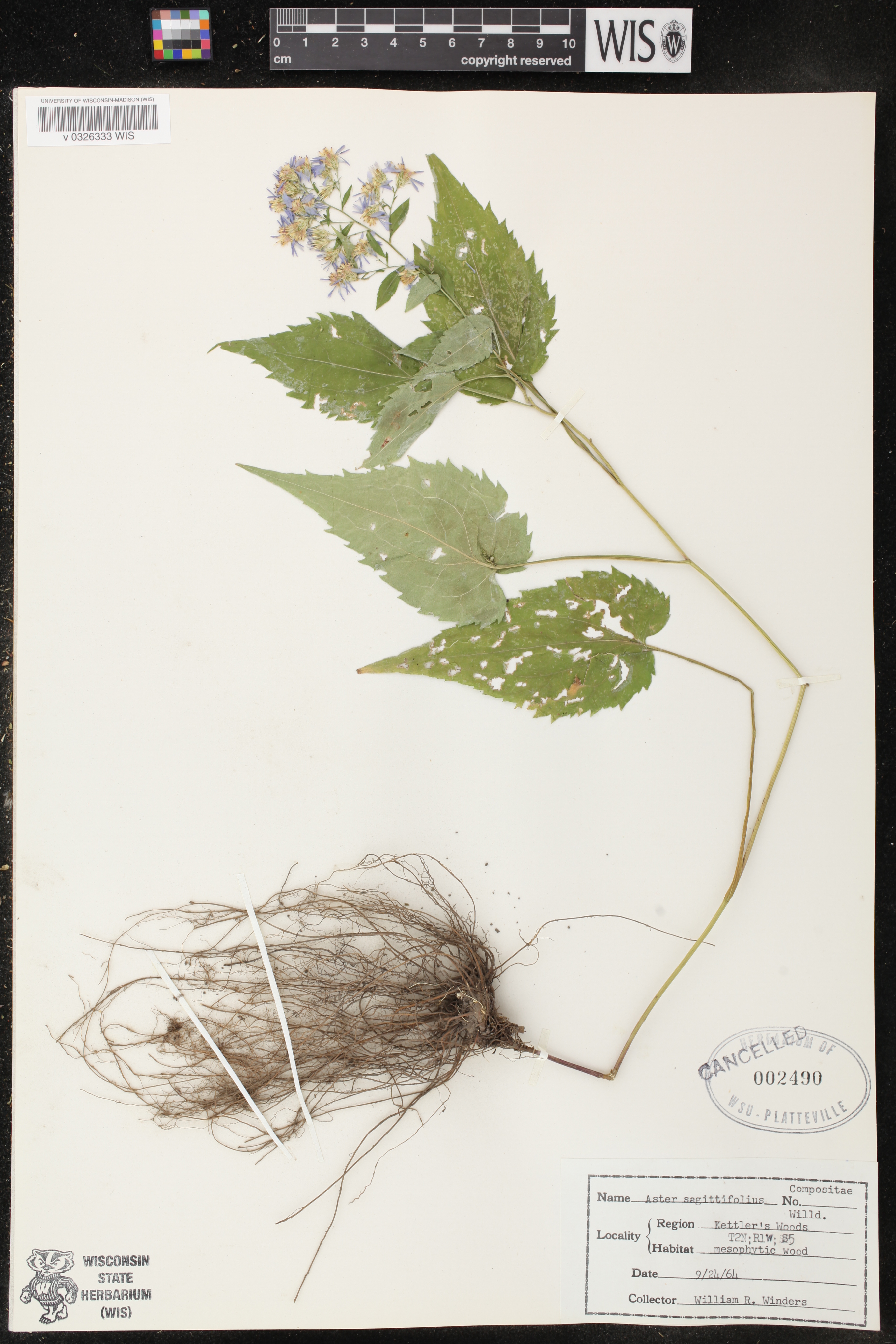 Symphyotrichum cordifolium image