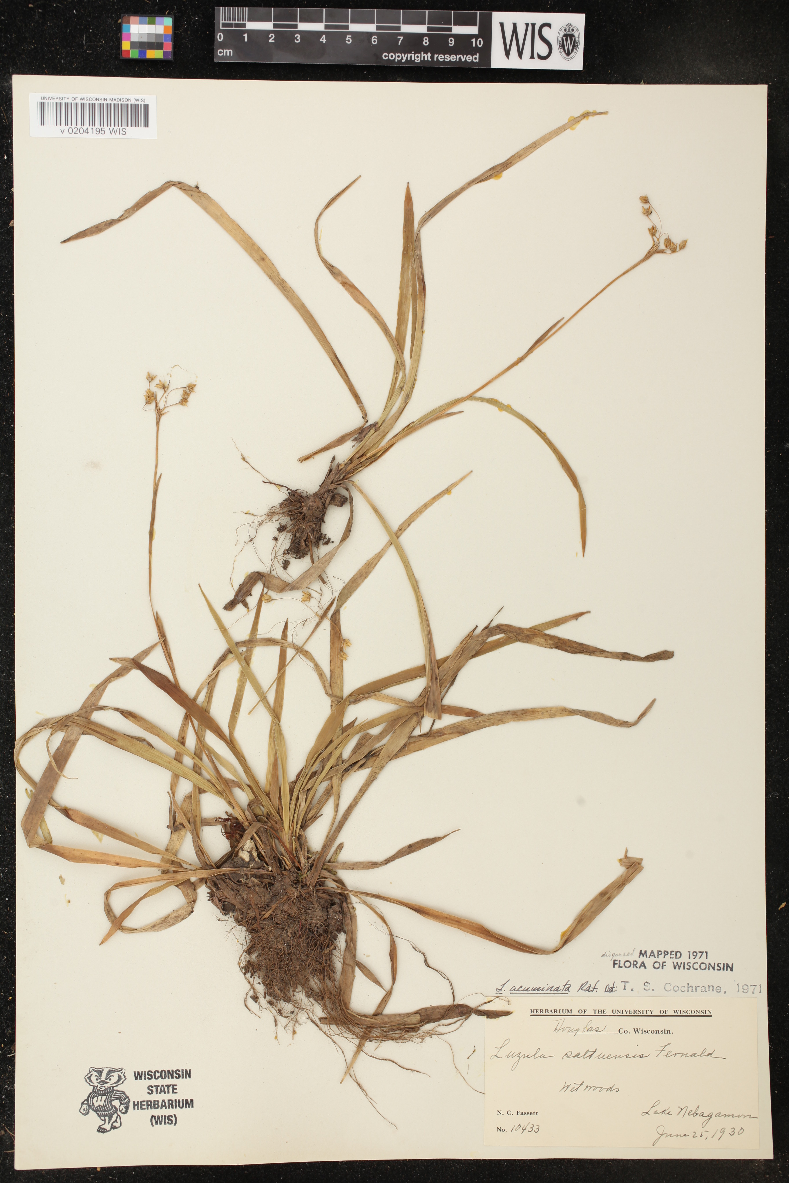 Luzula acuminata image