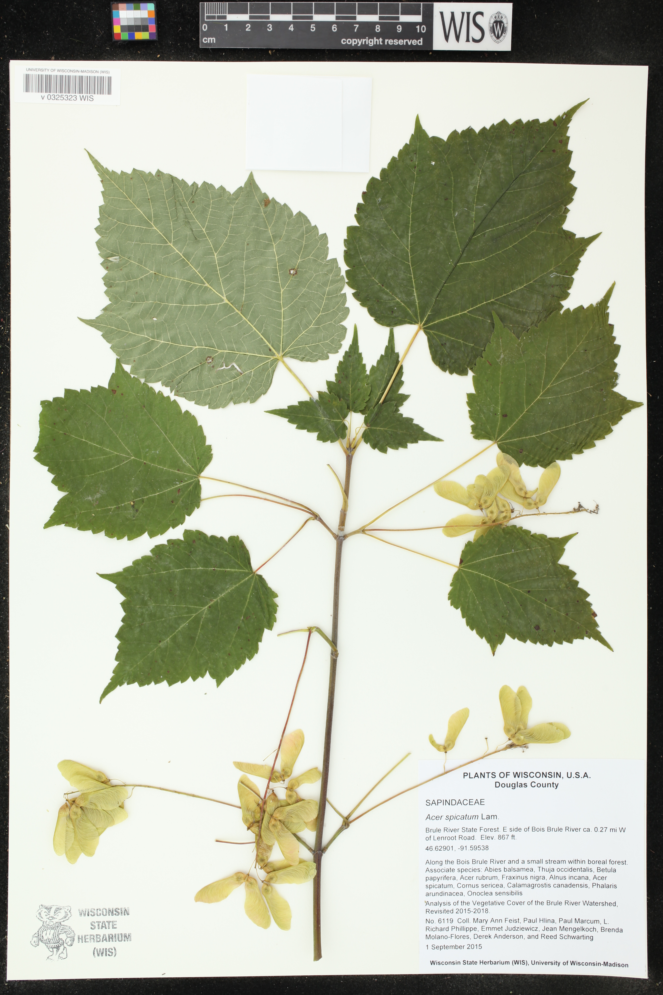 Acer spicatum image