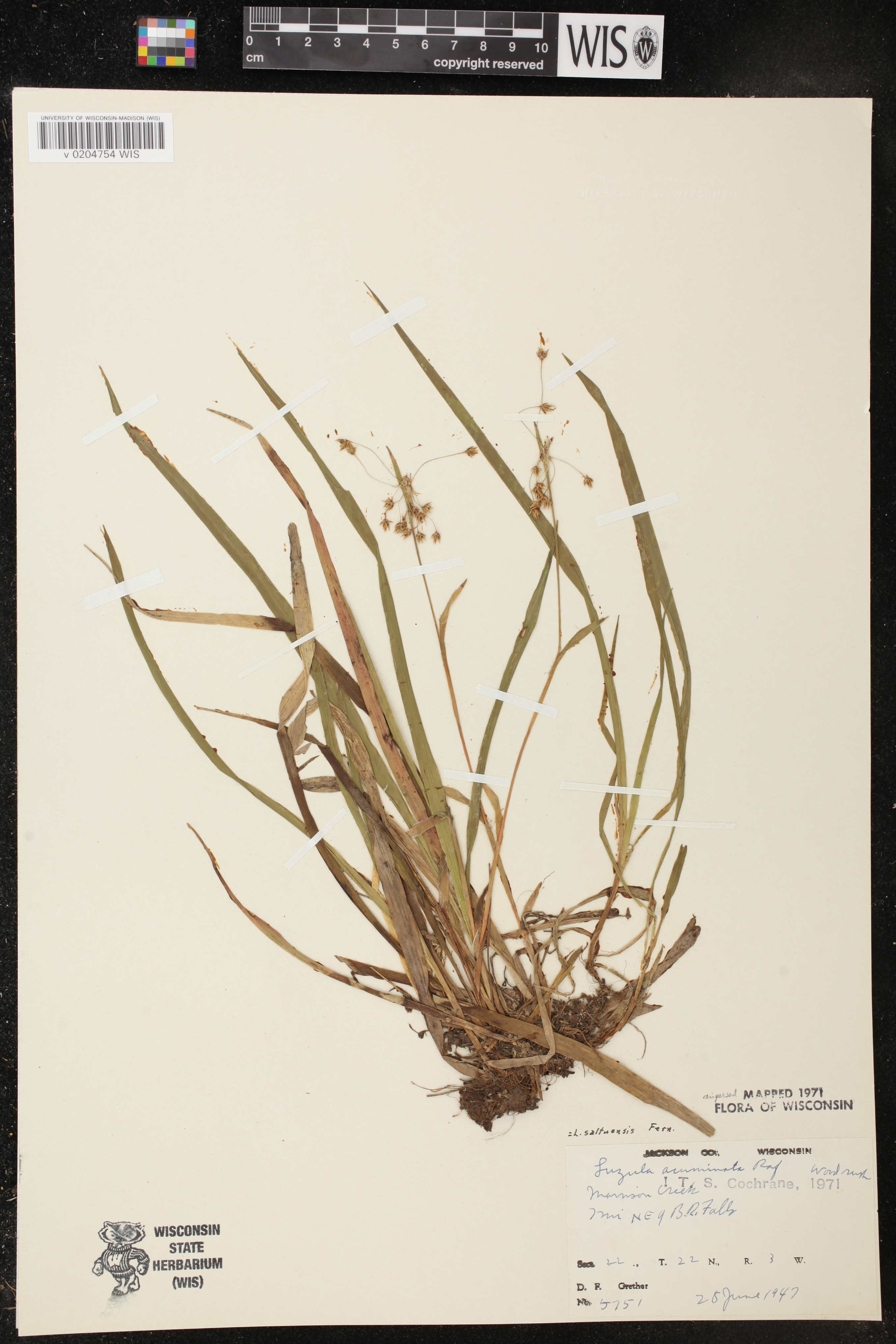 Luzula acuminata image