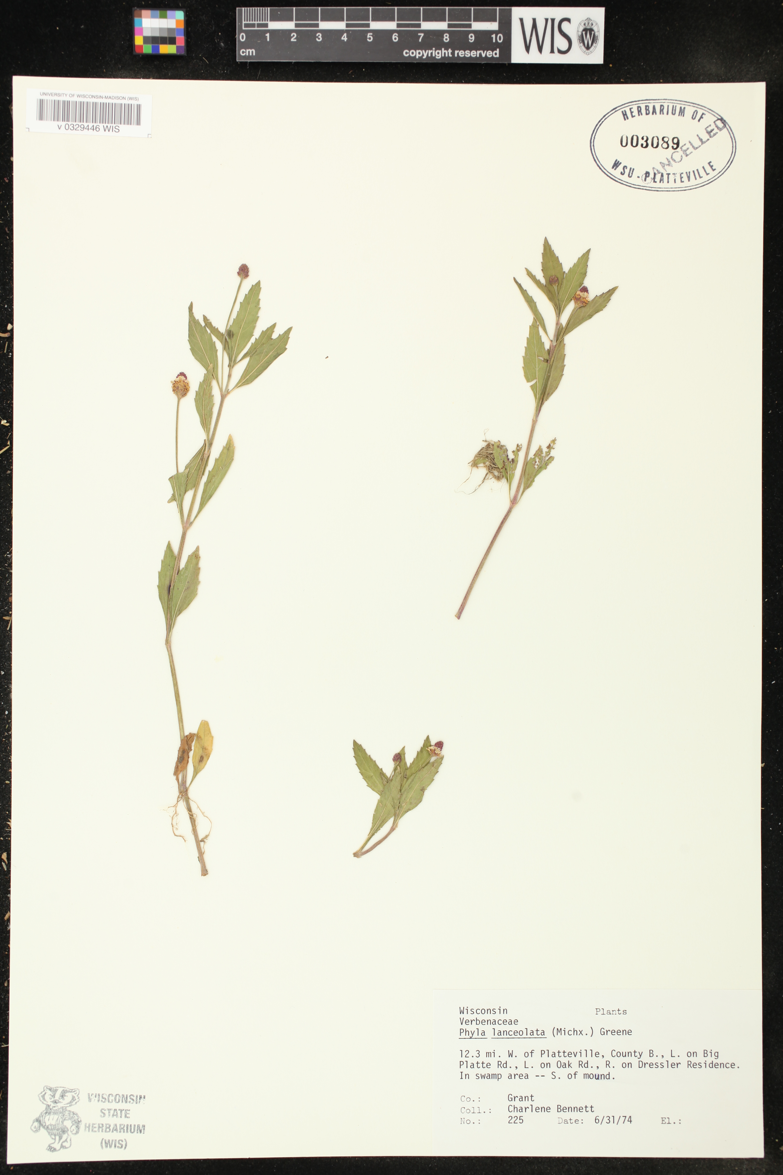 Phyla lanceolata image