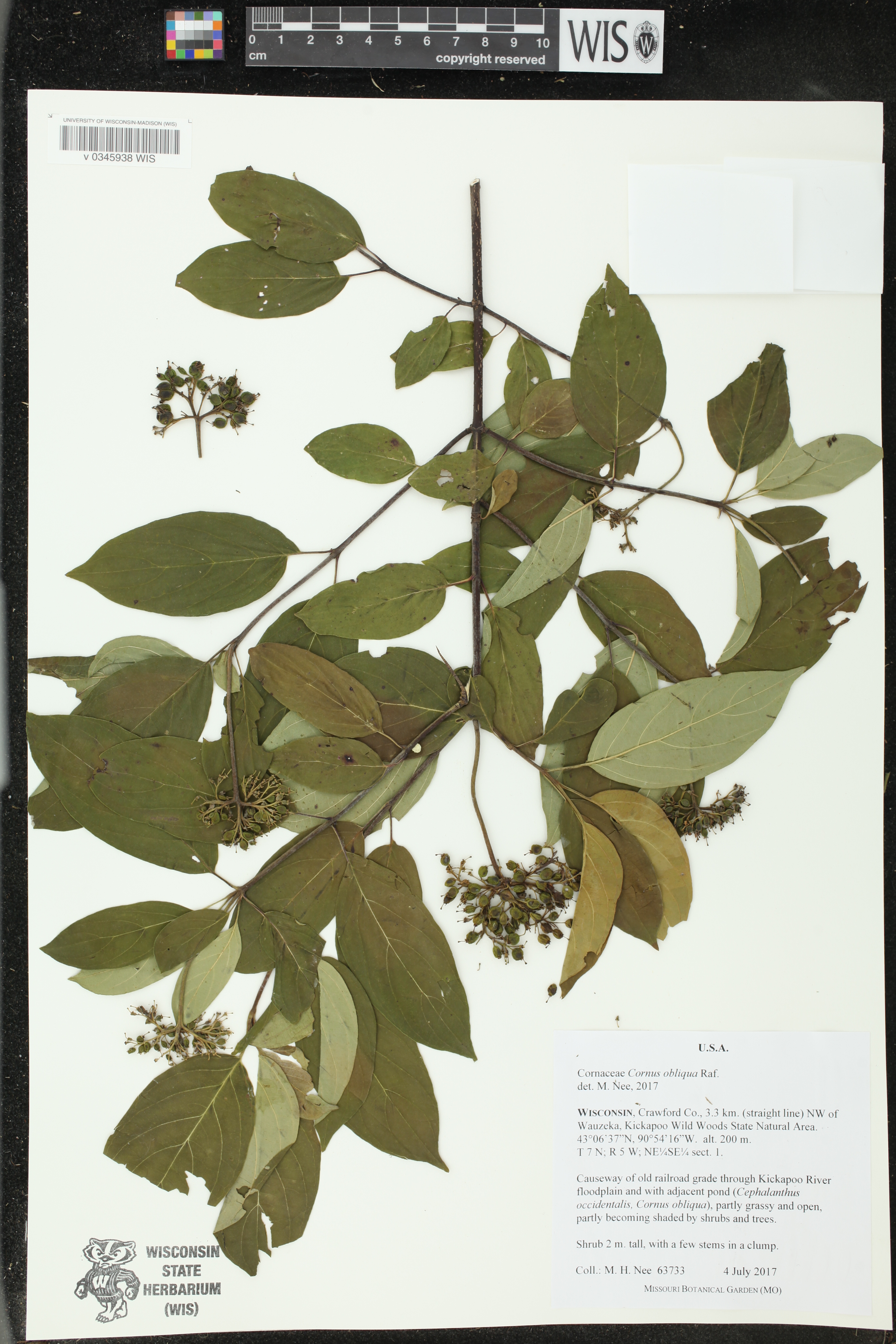 Cornus amomum subsp. obliqua image