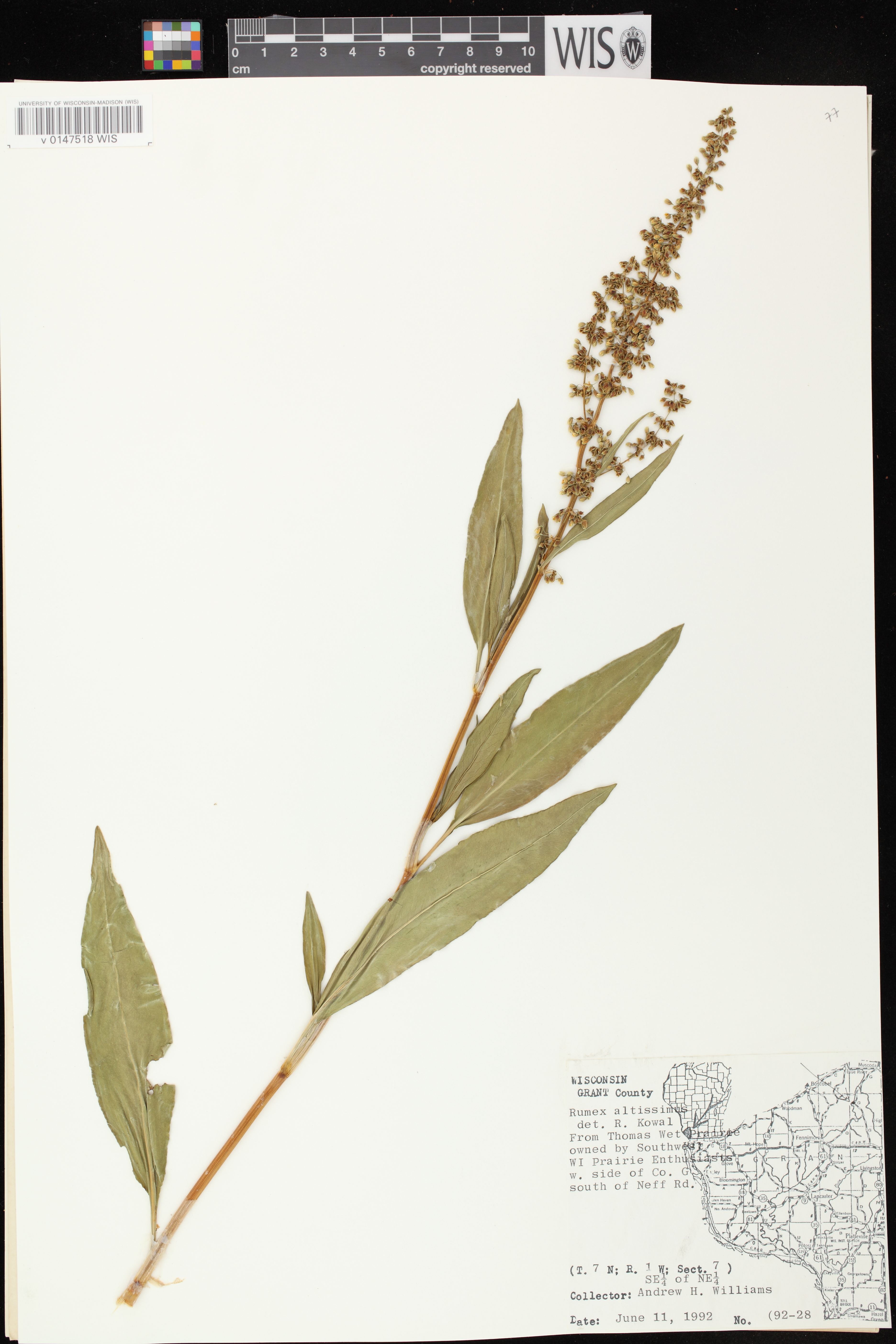 Rumex altissimus image