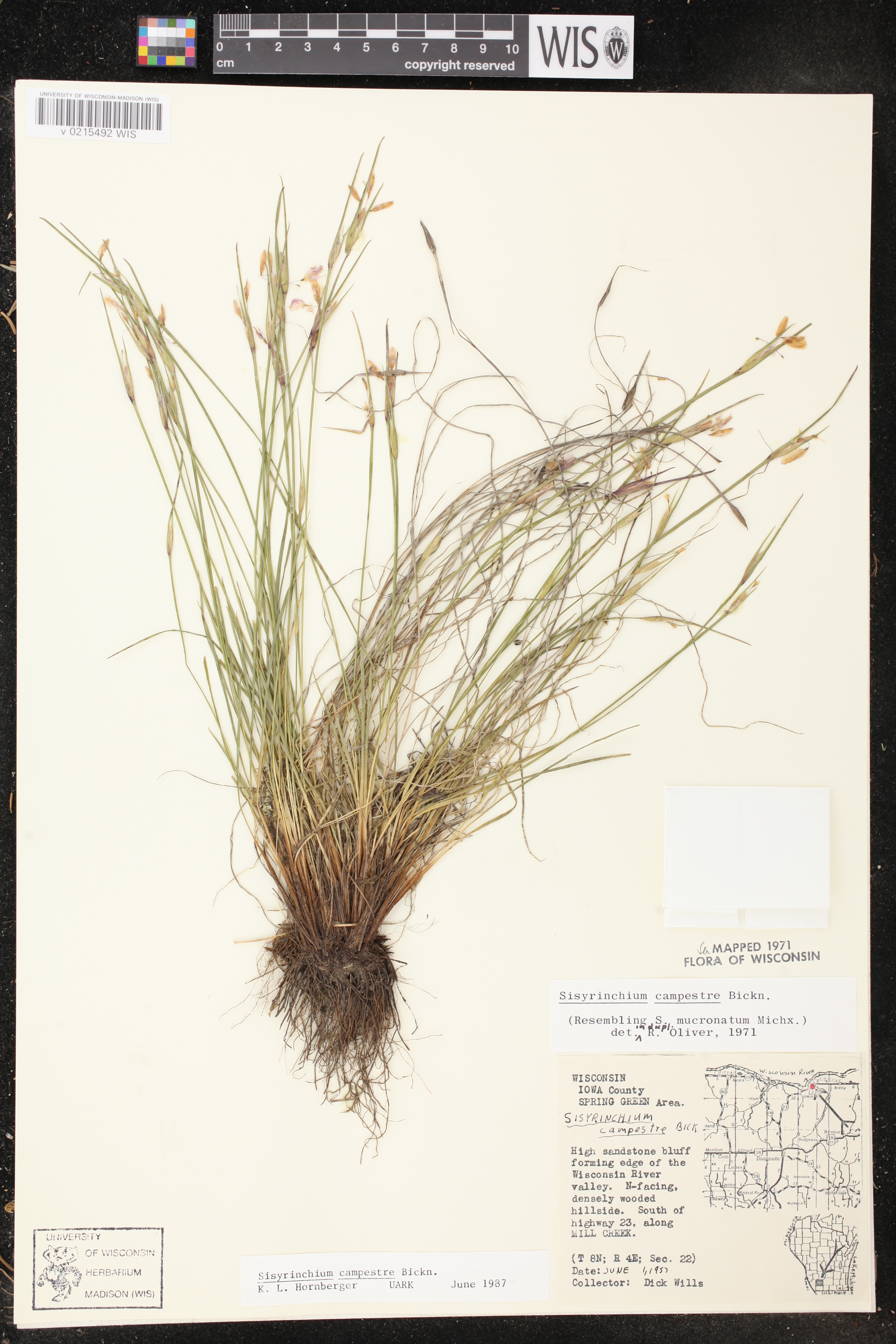 Sisyrinchium campestre image