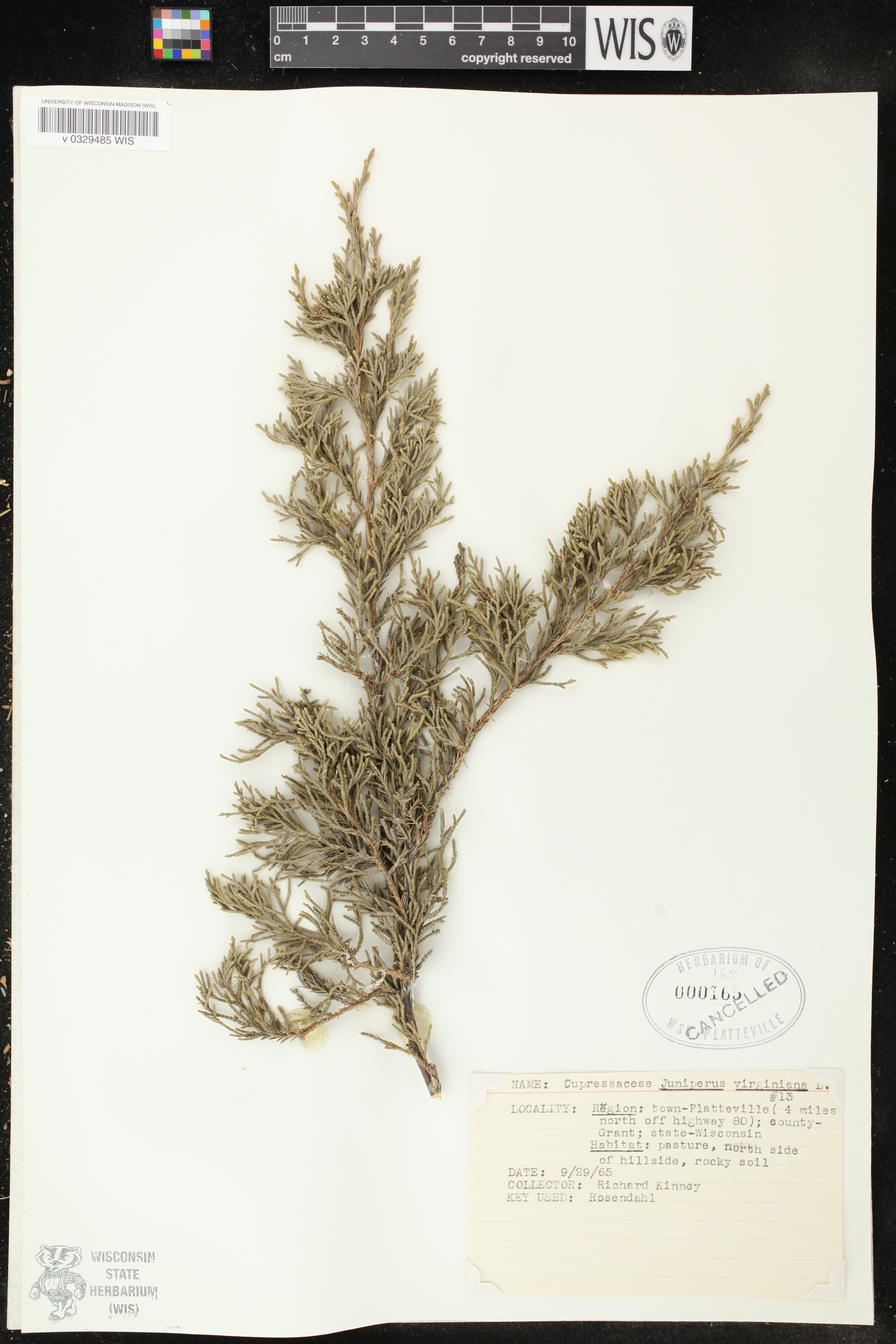 Juniperus virginiana image