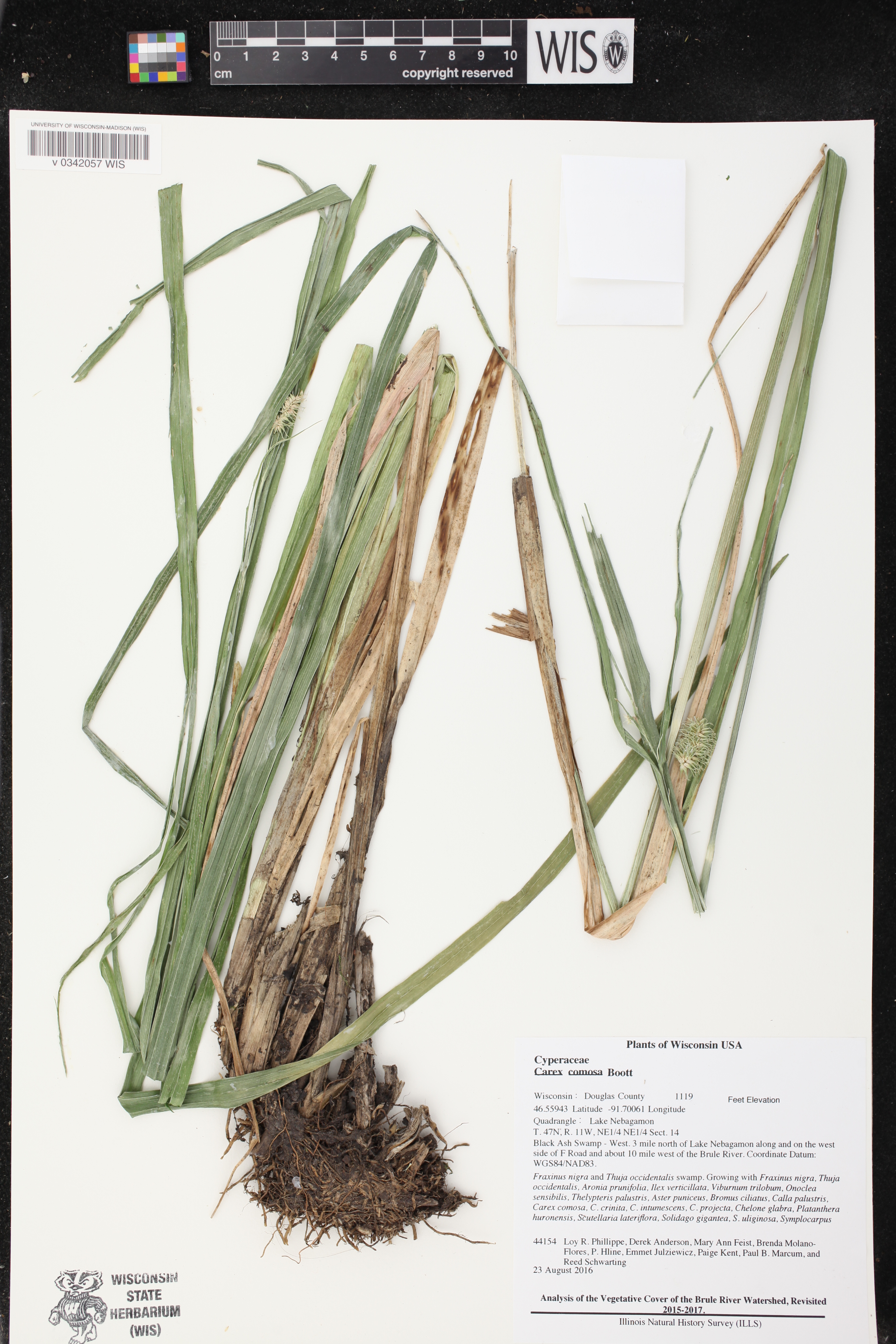 Carex comosa image