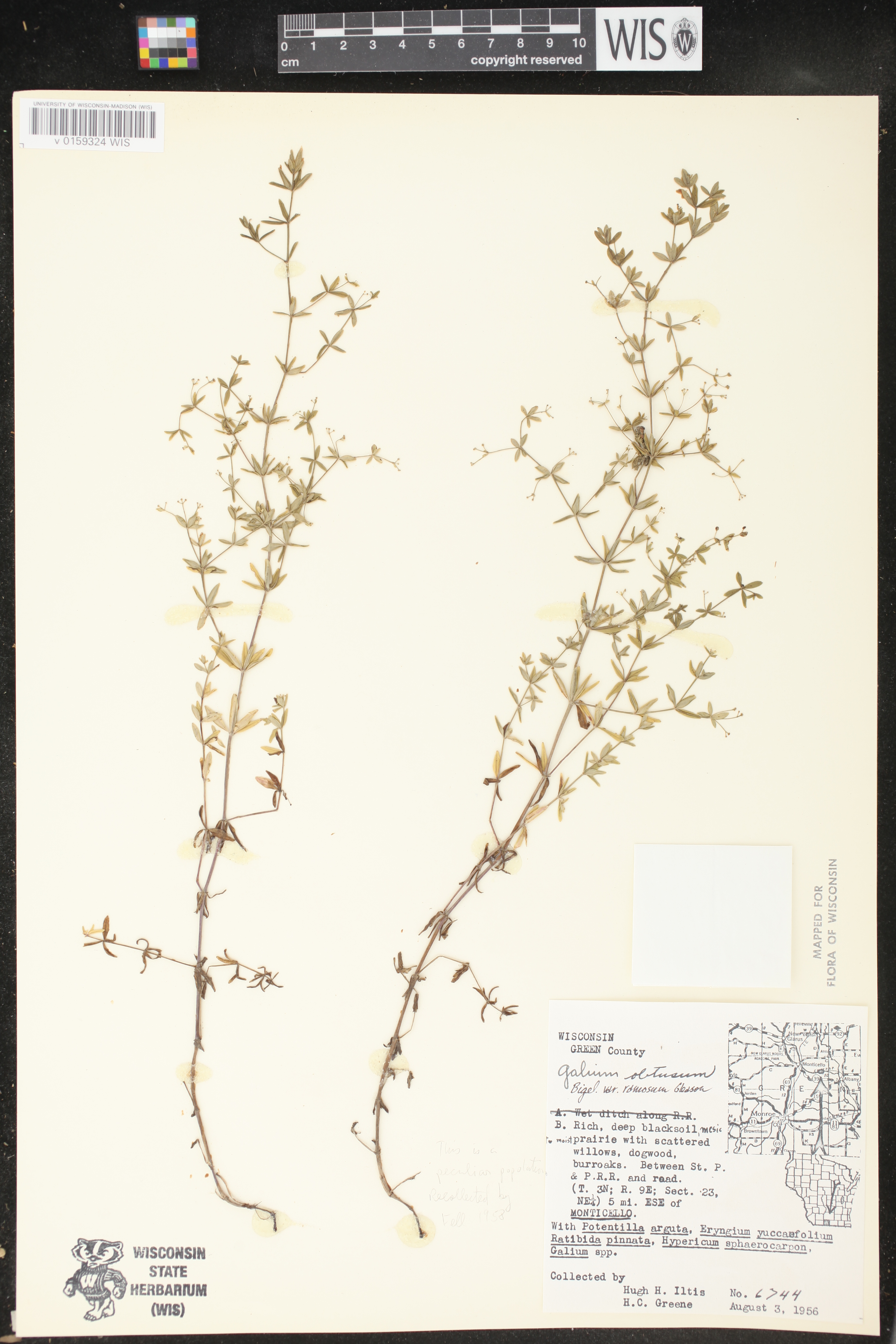 Galium obtusum subsp. obtusum image