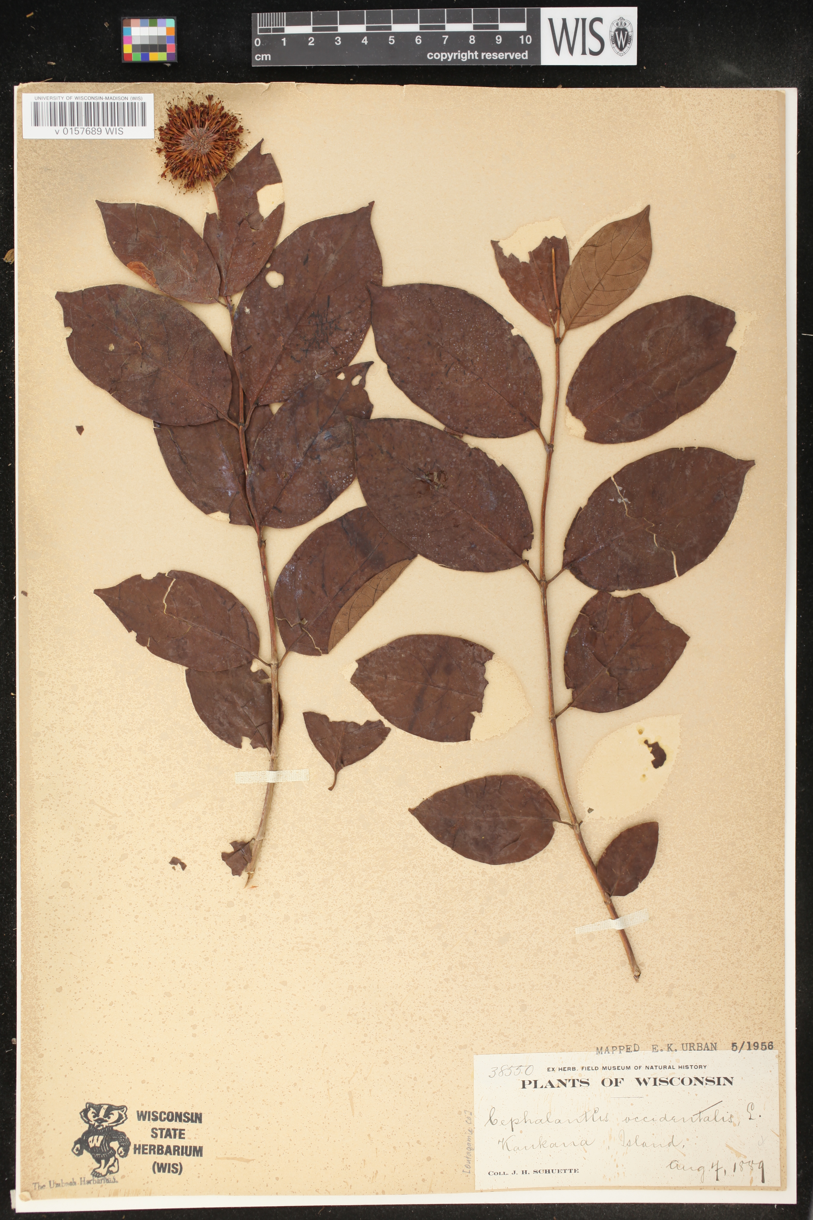 Cephalanthus occidentalis image