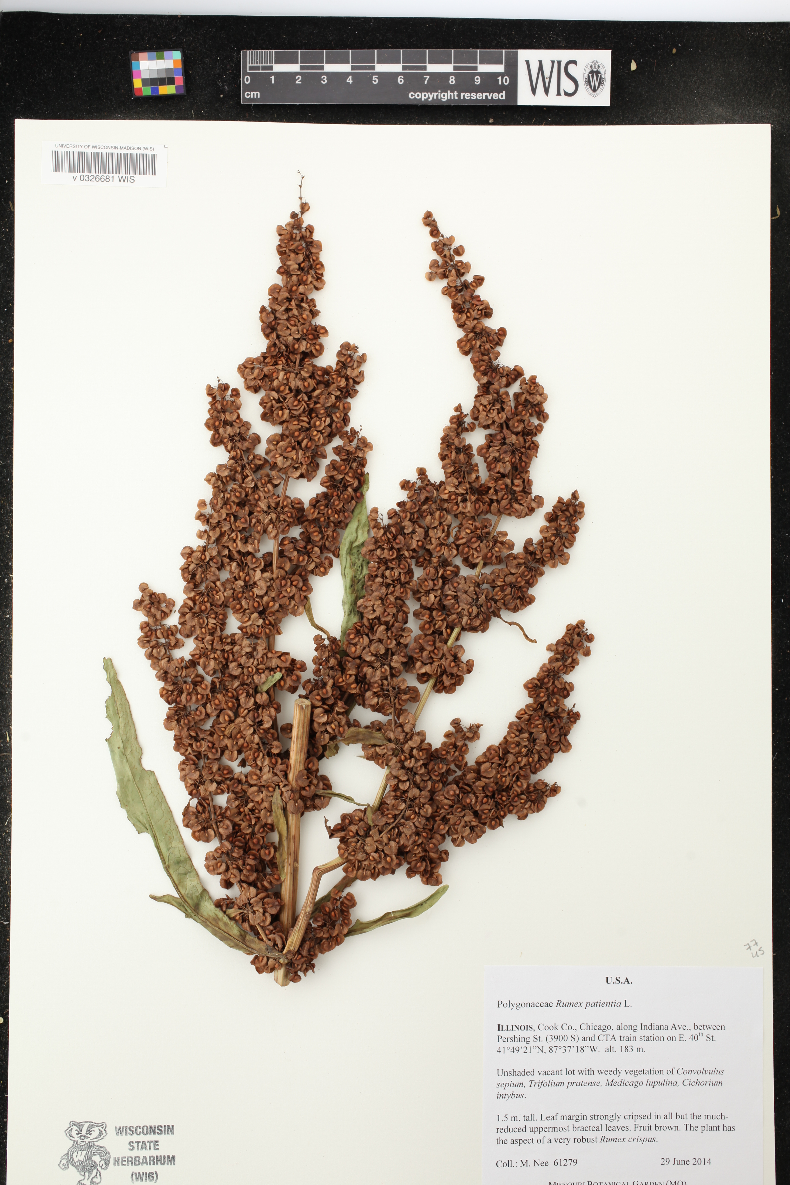 Rumex patientia image